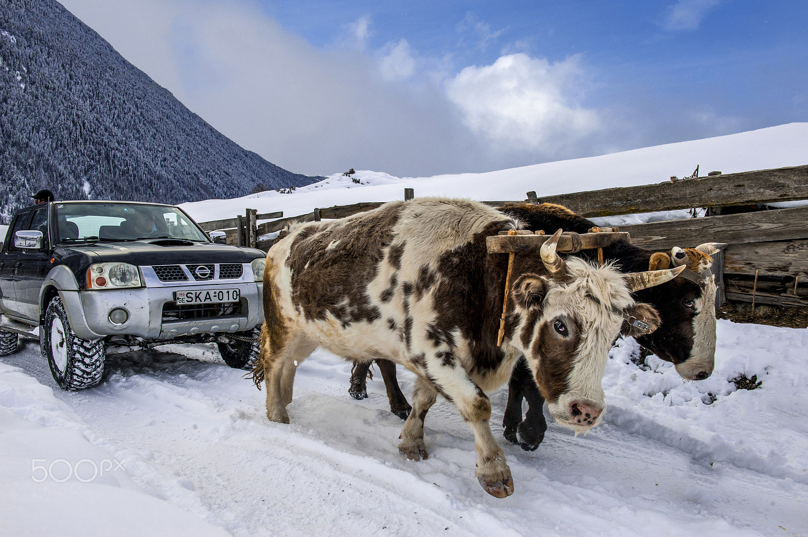 Nikon D3 sample photo. Power of bulls...! photography