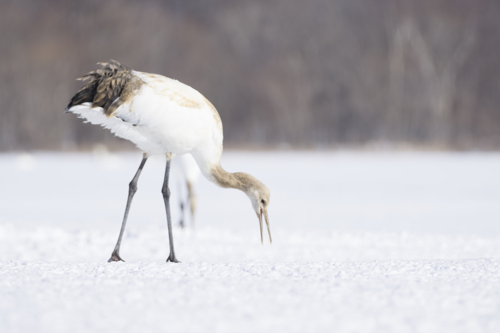 Sony a6000 + Tamron SP 150-600mm F5-6.3 Di VC USD sample photo. Juvenile red-crowned crane photography