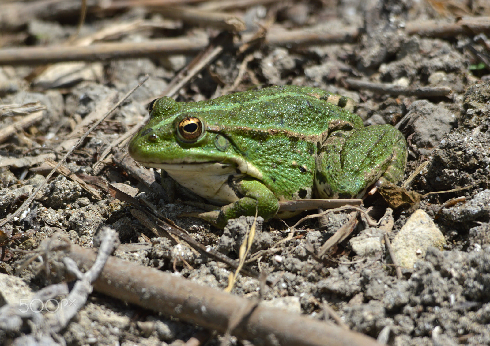 Nikon D3200 + Sigma 150-500mm F5-6.3 DG OS HSM sample photo. Dsc photography