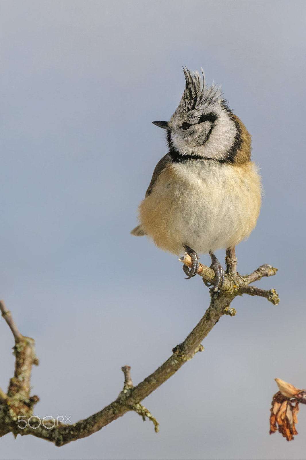 Nikon D300 + Nikon AF-S Nikkor 200-400mm F4G ED-IF VR sample photo. Crested tit photography