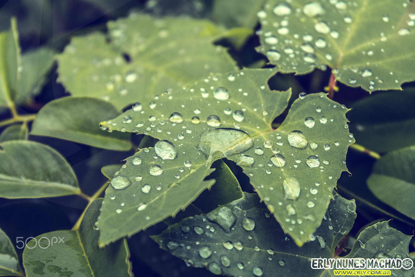 Samsung NX1000 + Samsung NX 20-50mm F3.5-5.6 ED sample photo. ... photography