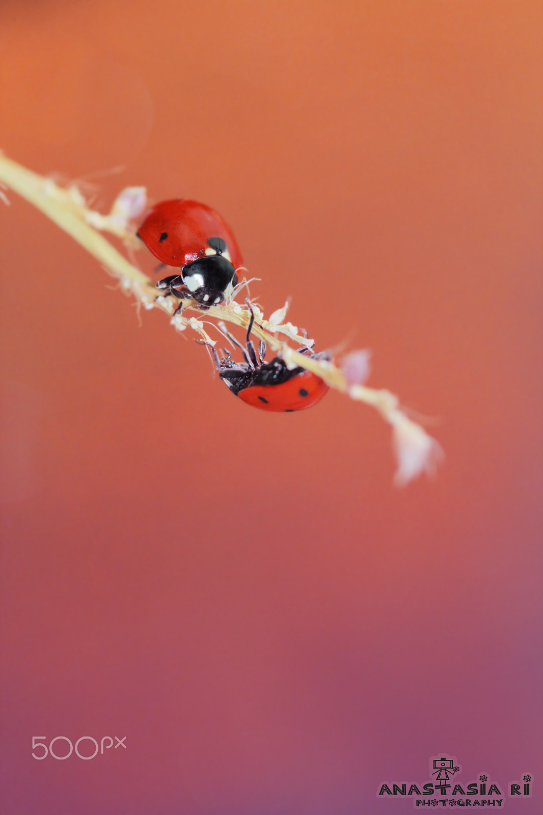 Canon EF 100mm F2.8 Macro USM sample photo. Only two of us photography