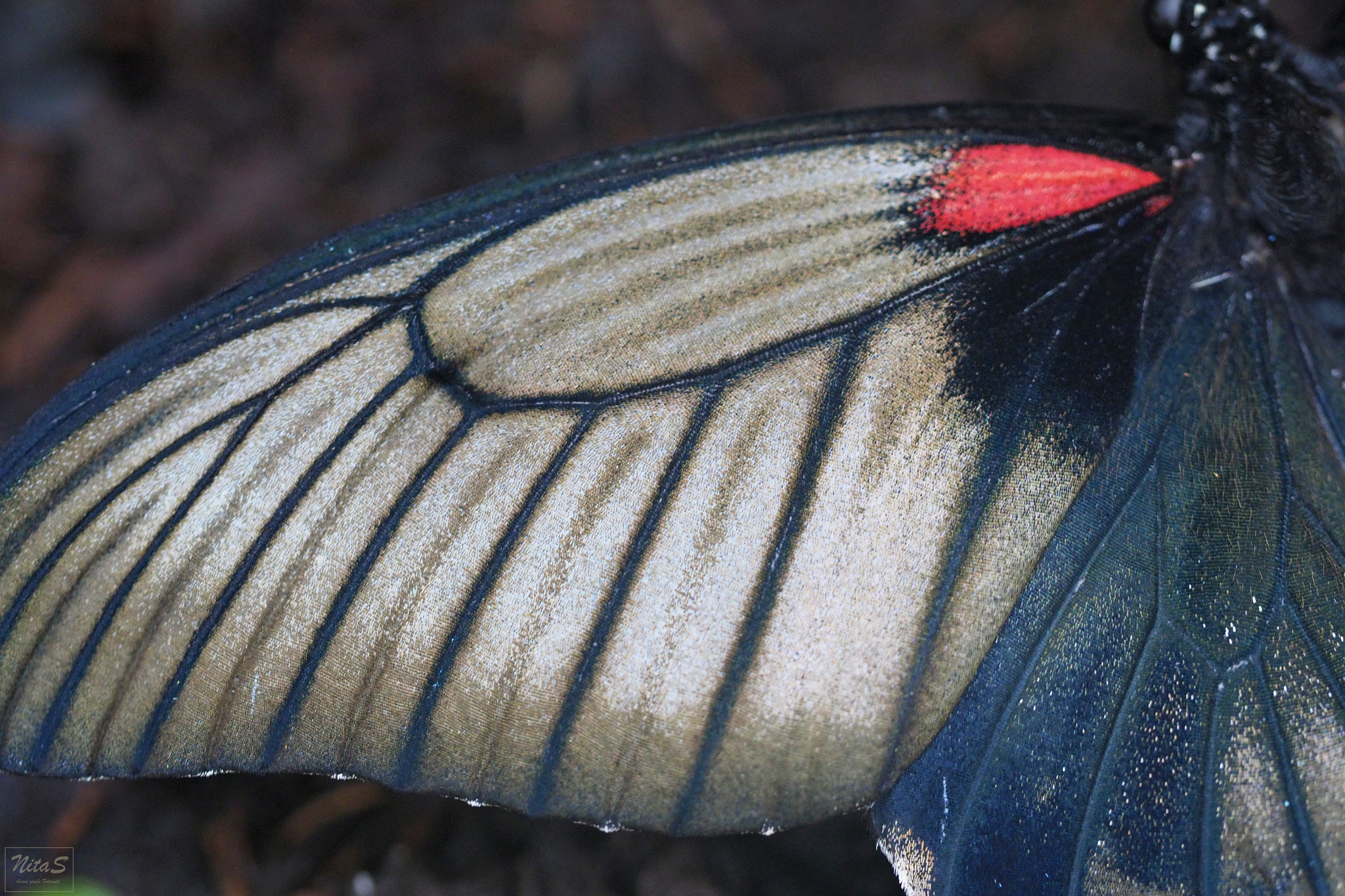 Olympus M.Zuiko Digital ED 60mm F2.8 Macro sample photo. Wing of a butterfly photography