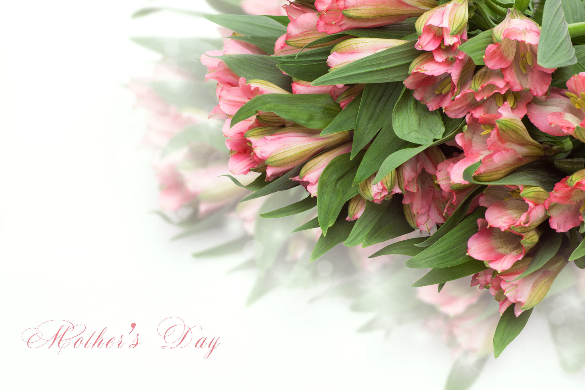 Nikon D810 sample photo. Fresh spring flowers as a holiday postcard design with copy space on white background photography