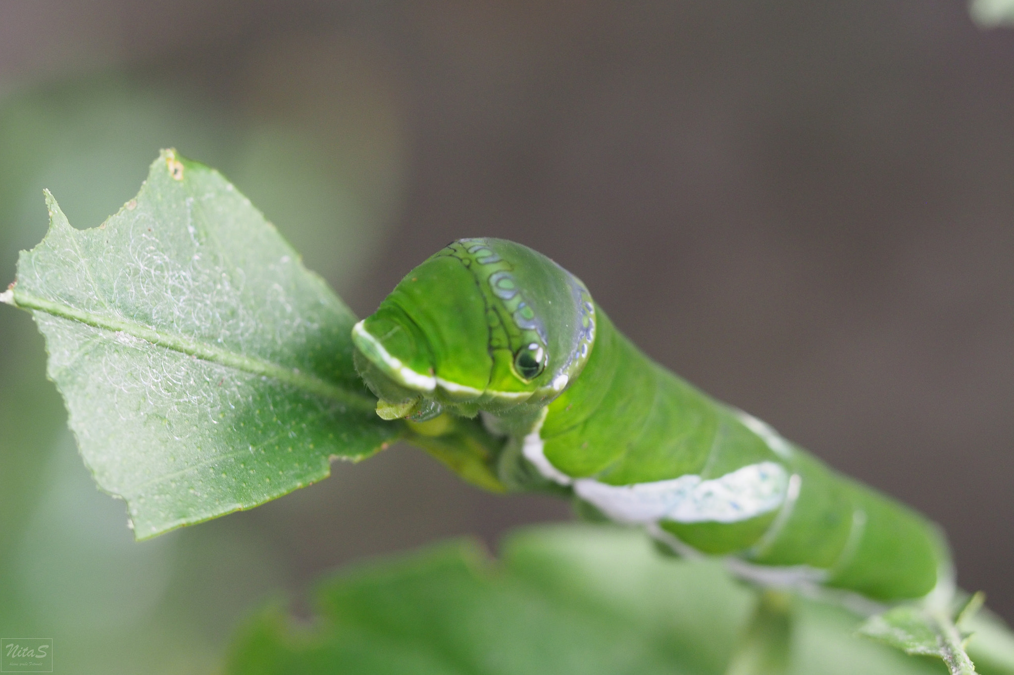 Olympus M.Zuiko Digital ED 60mm F2.8 Macro sample photo. Unborn butterfly photography