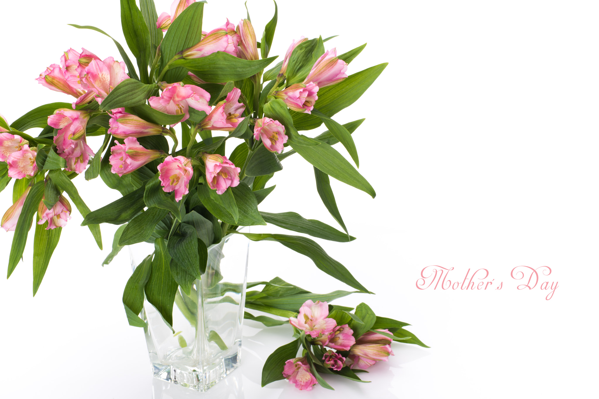 Nikon D810 sample photo. Fresh spring flowers as a holiday postcard design with copy space on white background photography