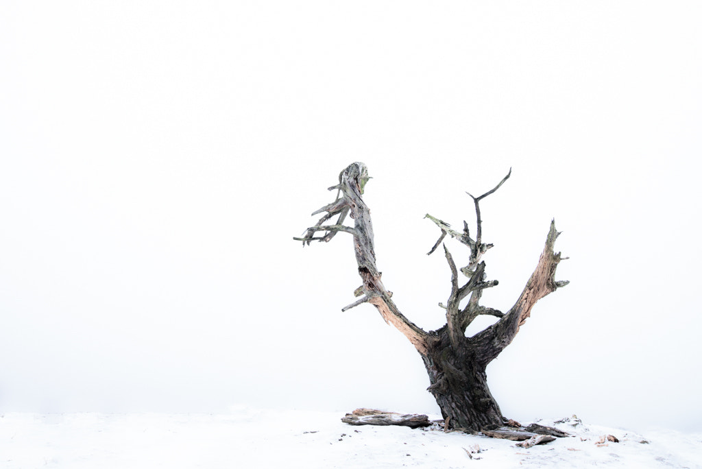 Tokina AT-X Pro 12-24mm F4 (IF) DX sample photo. Just white photography