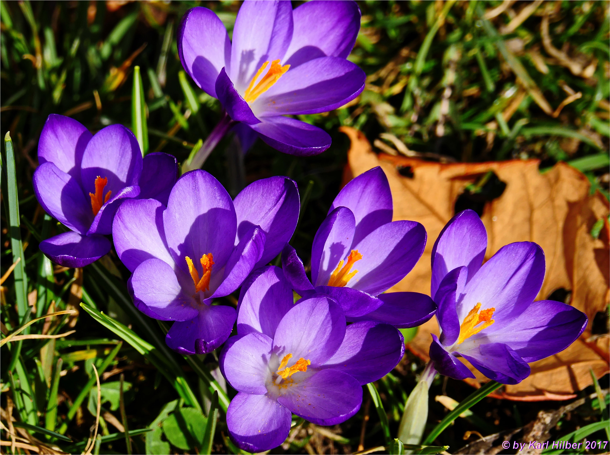 Panasonic Lumix DMC-GX8 sample photo. Krokusse im garten in steinach a. b., dxo photography