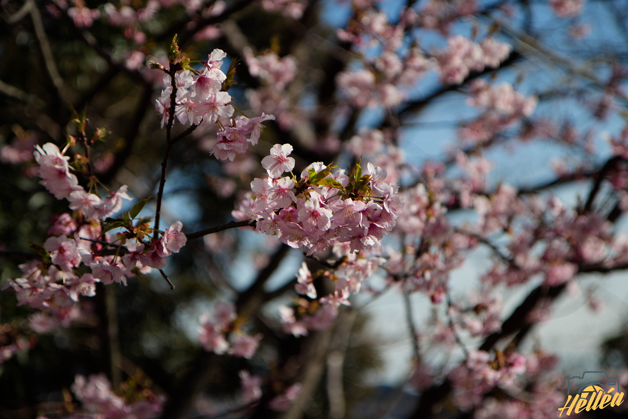 Canon EF-S 17-55mm F2.8 IS USM sample photo. Plum flower photography