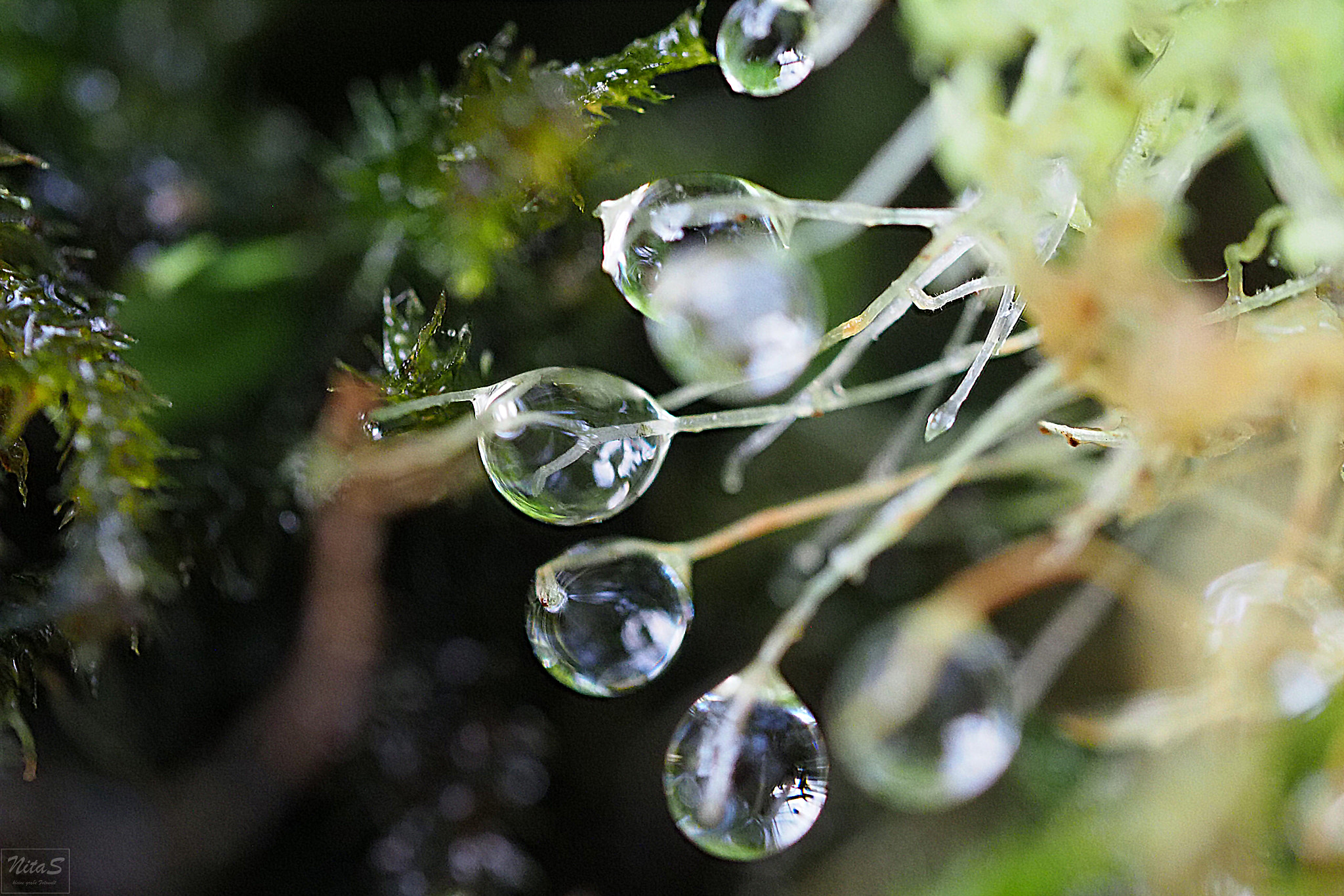 Olympus M.Zuiko Digital ED 60mm F2.8 Macro sample photo. Raindrops with black background photography