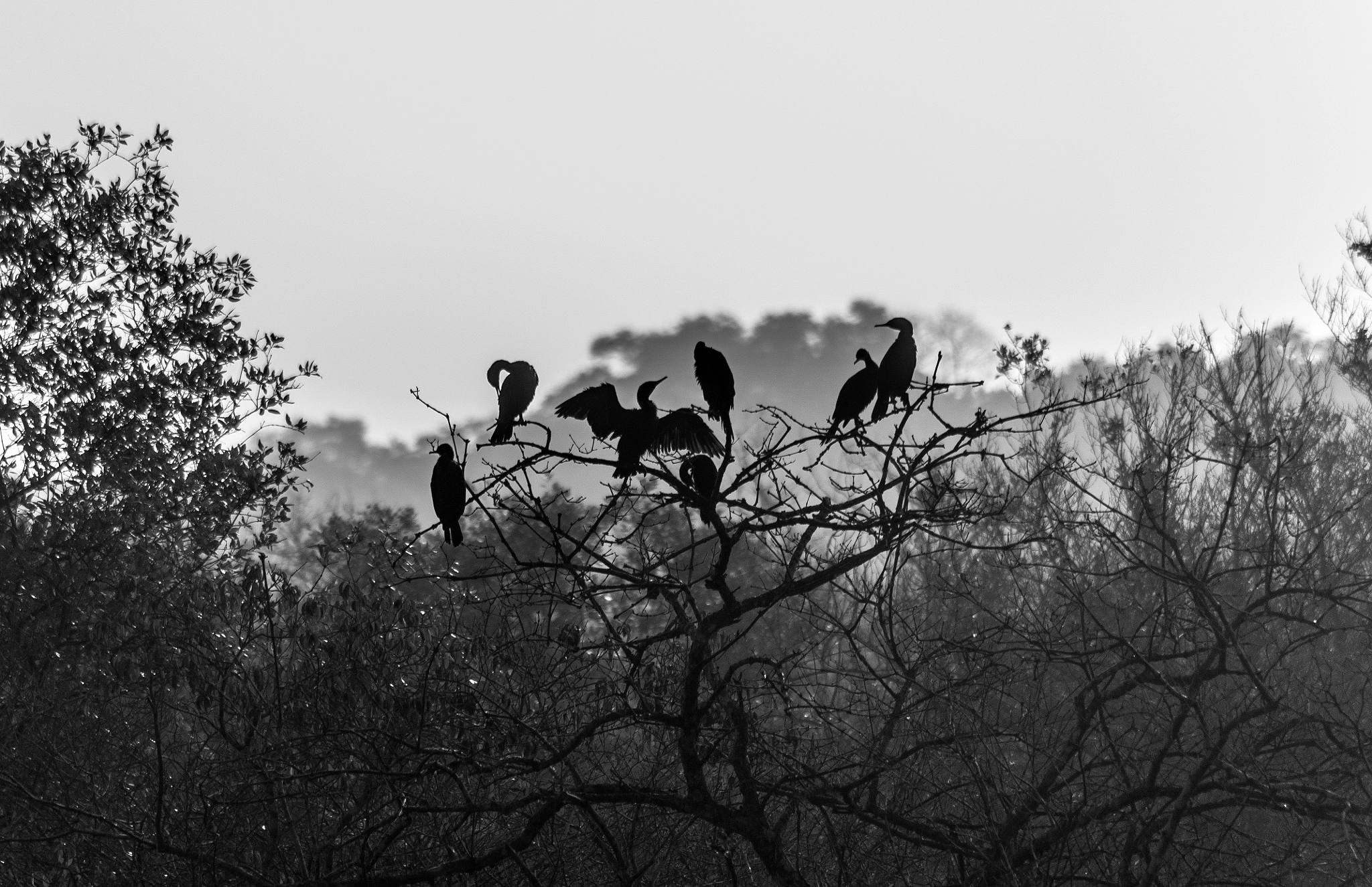 Nikon D610 sample photo. Flock of birds photography
