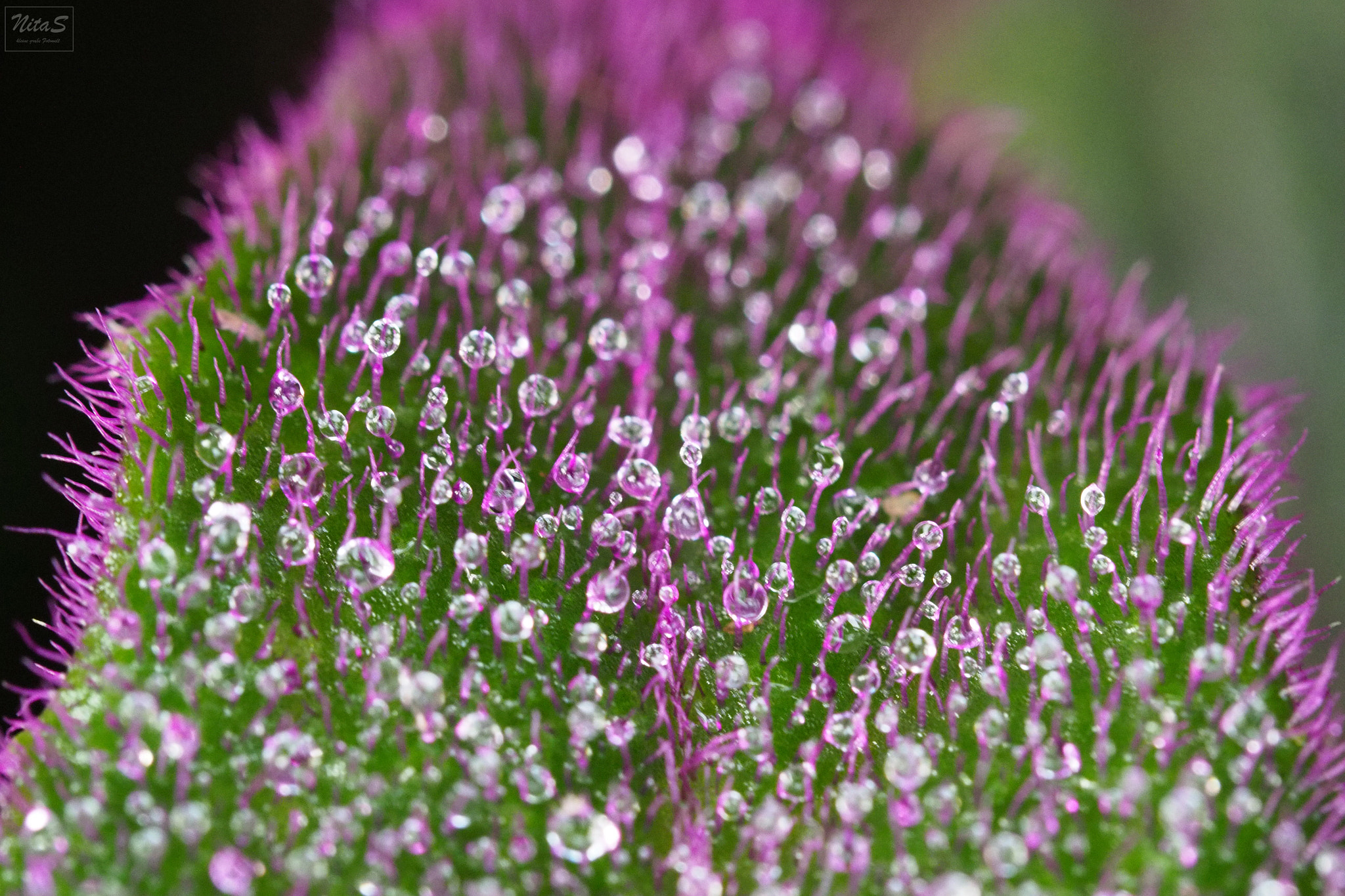 Olympus M.Zuiko Digital ED 60mm F2.8 Macro sample photo. So many little dops photography