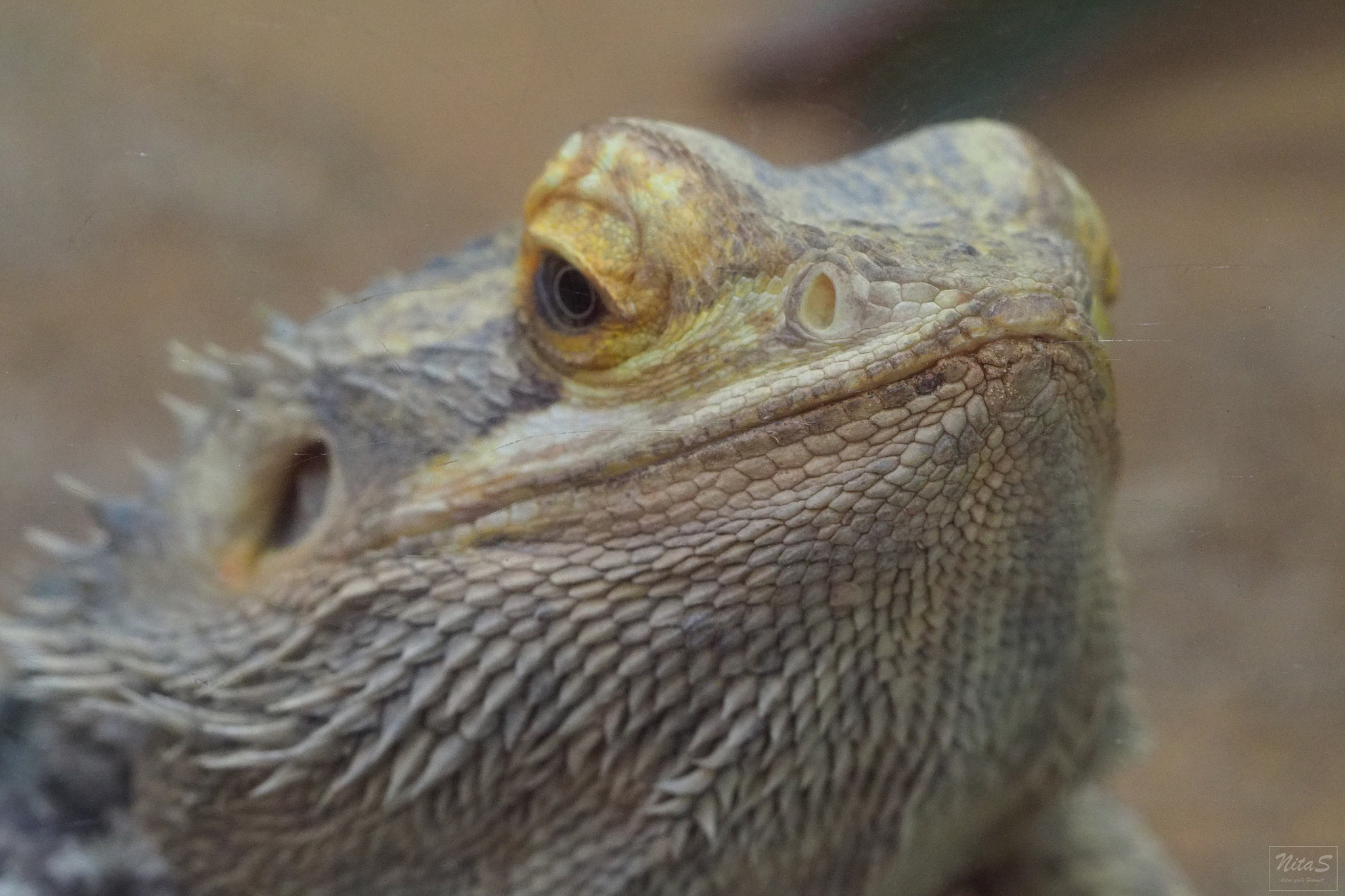 Olympus M.Zuiko Digital ED 60mm F2.8 Macro sample photo. Animal photography