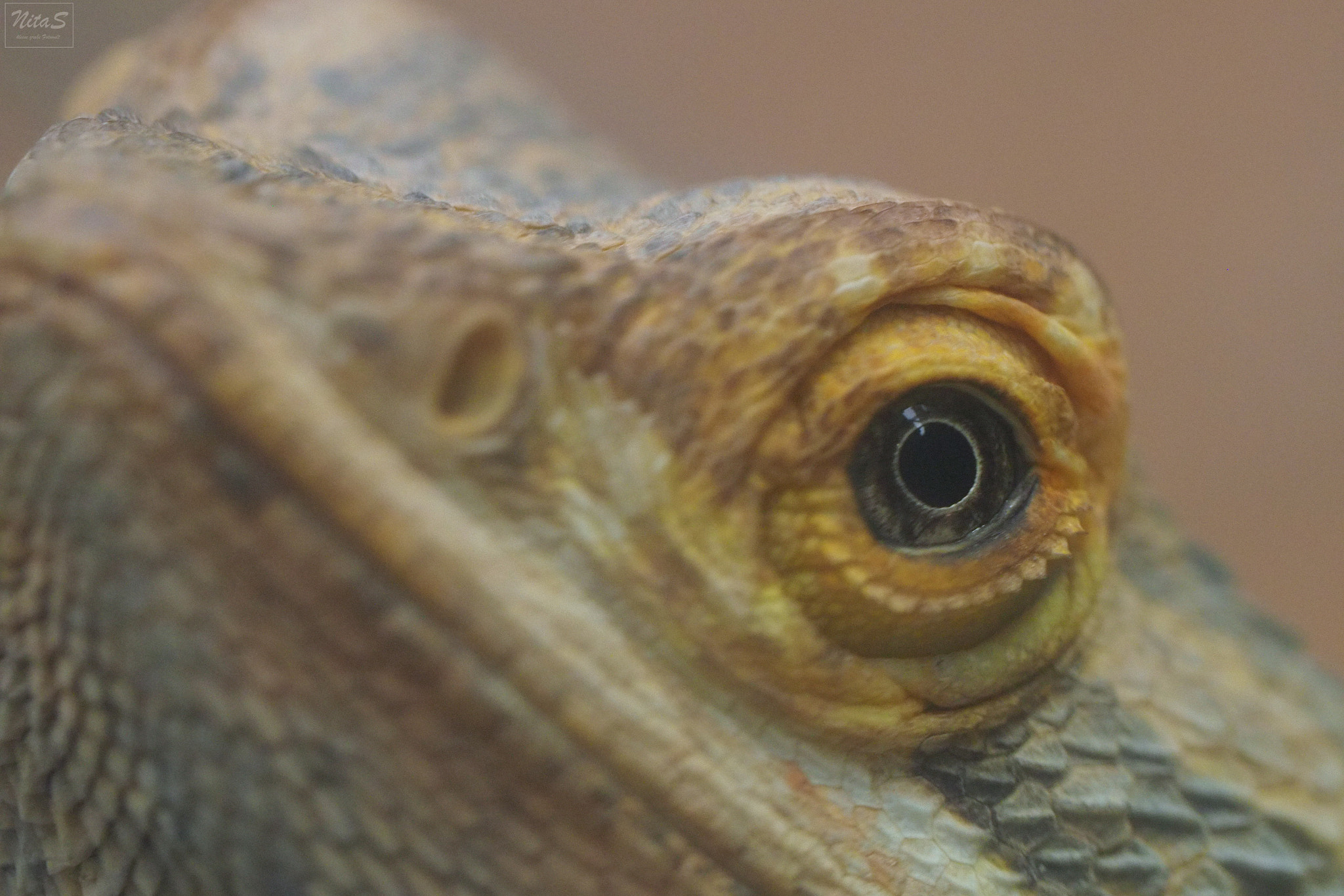 Olympus M.Zuiko Digital ED 60mm F2.8 Macro sample photo. Animal photography