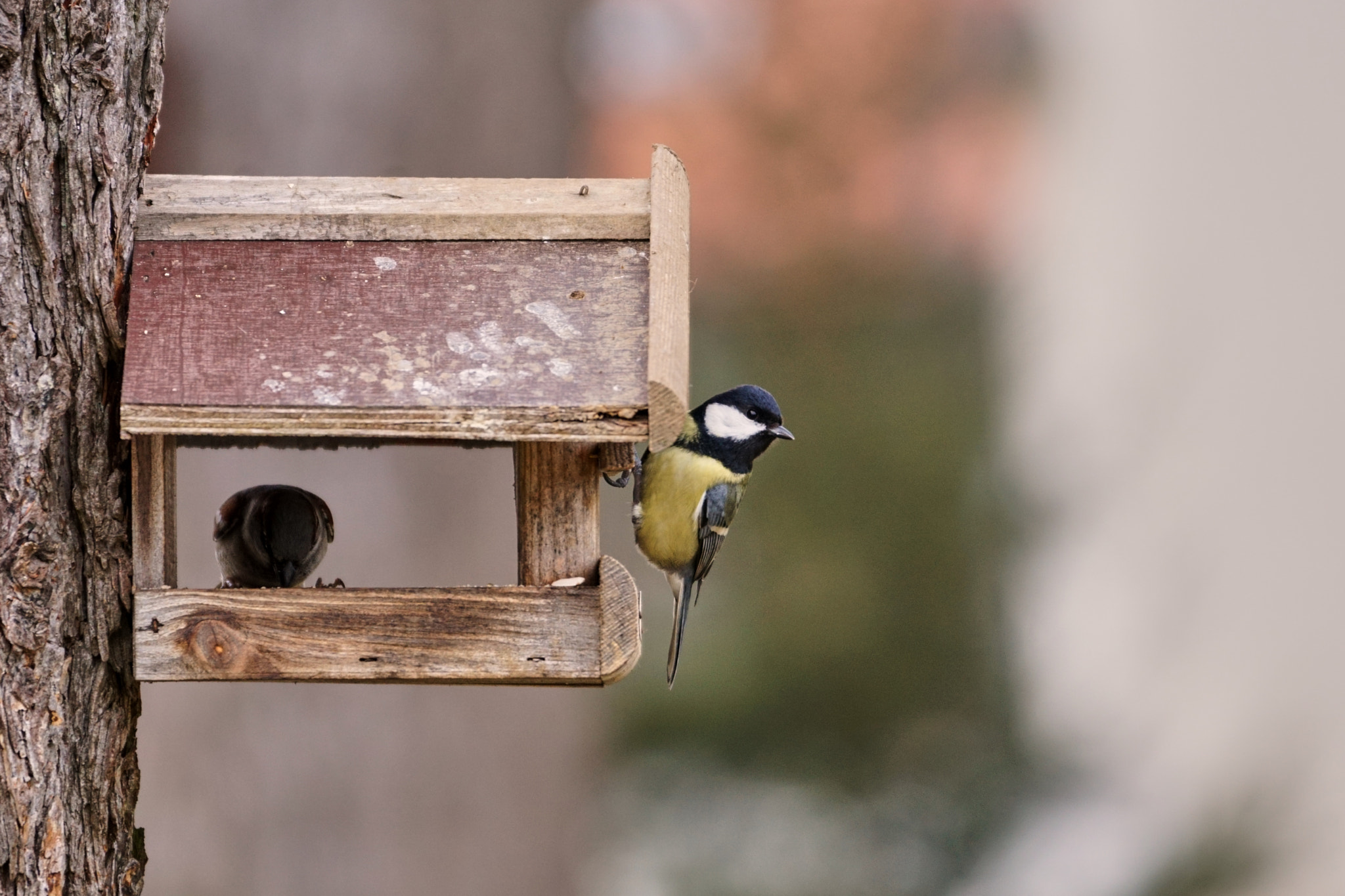 Sony 70-300mm F4.5-5.6 G SSM sample photo. Great tit photography