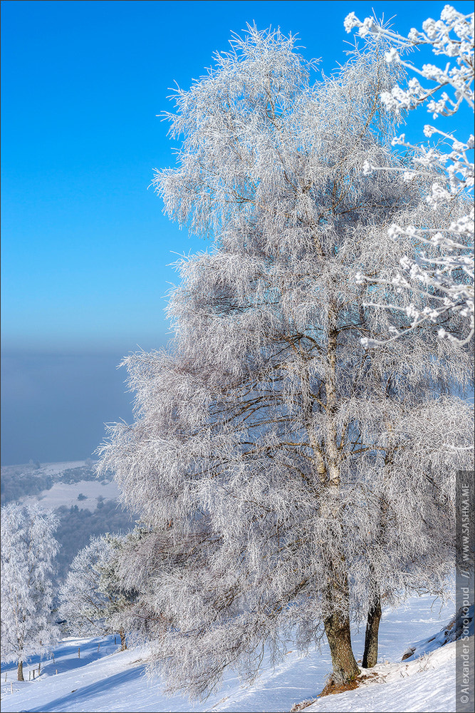 Sony a99 II sample photo. Beautiful white frozen trees on blue sky background. picturesque photography