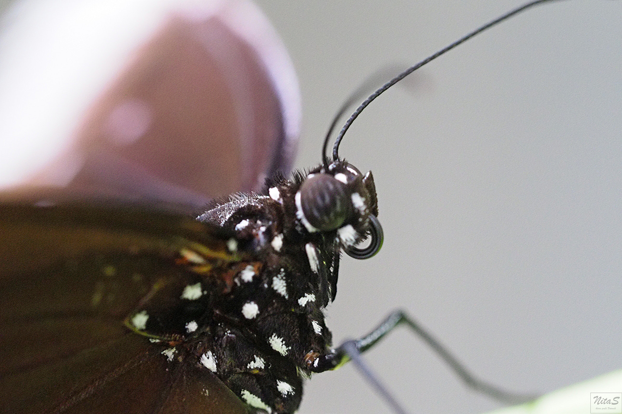 Olympus M.Zuiko Digital ED 60mm F2.8 Macro sample photo. Butterfly 10 photography