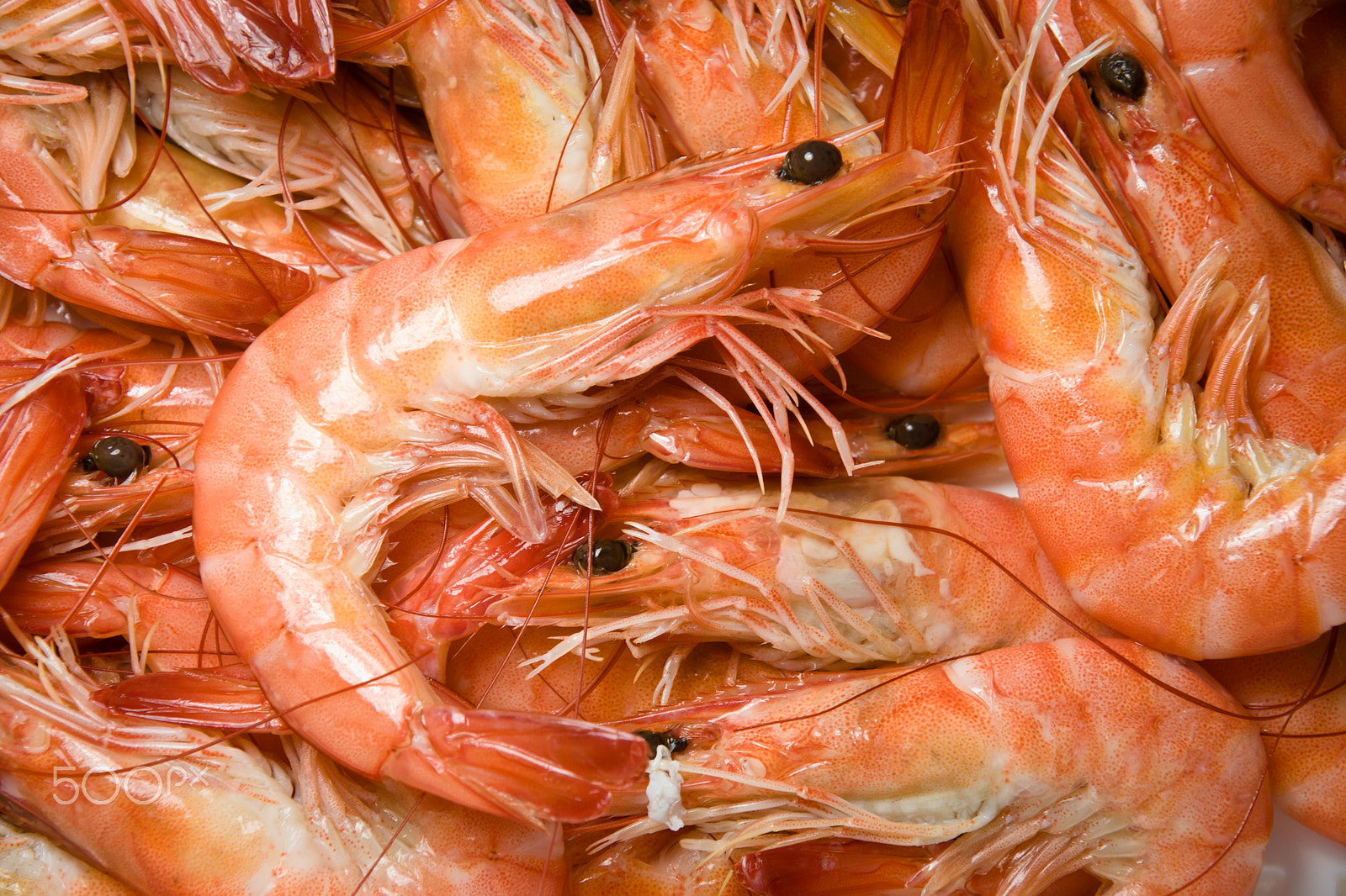 Sony DT 16-105mm F3.5-5.6 sample photo. Shrimps photography