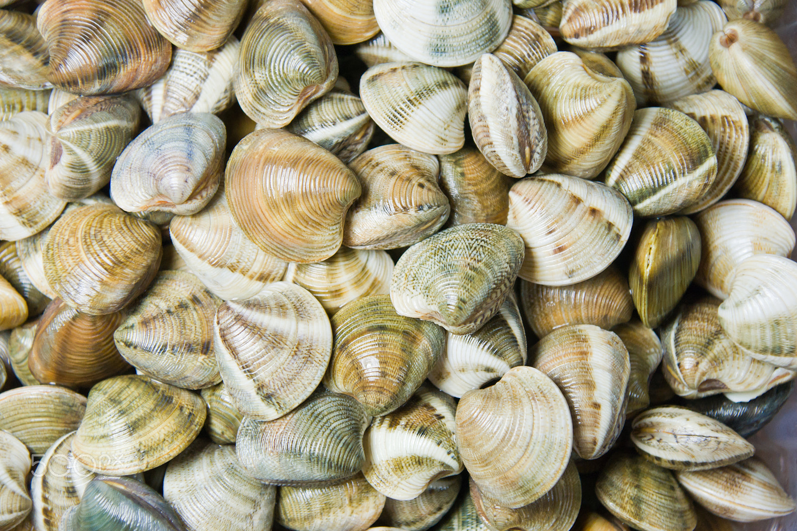 Sony Alpha DSLR-A700 + Sony DT 16-105mm F3.5-5.6 sample photo. Shellfish in a market photography