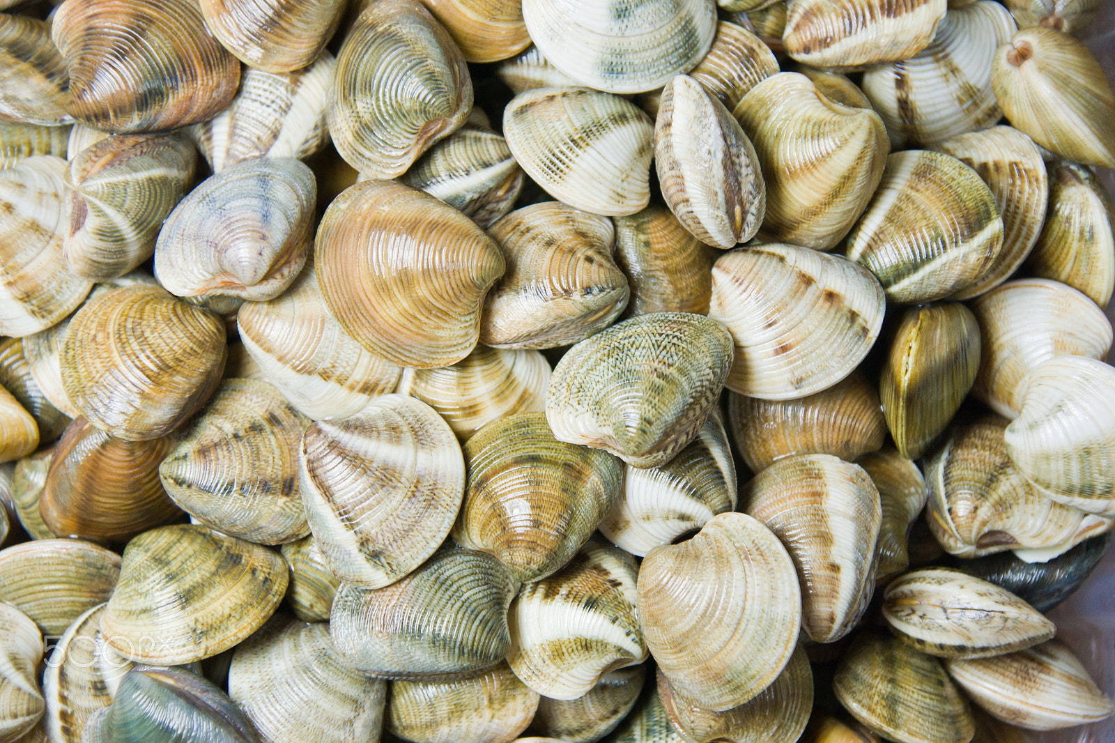 Sony Alpha DSLR-A700 sample photo. Shellfish in a market photography