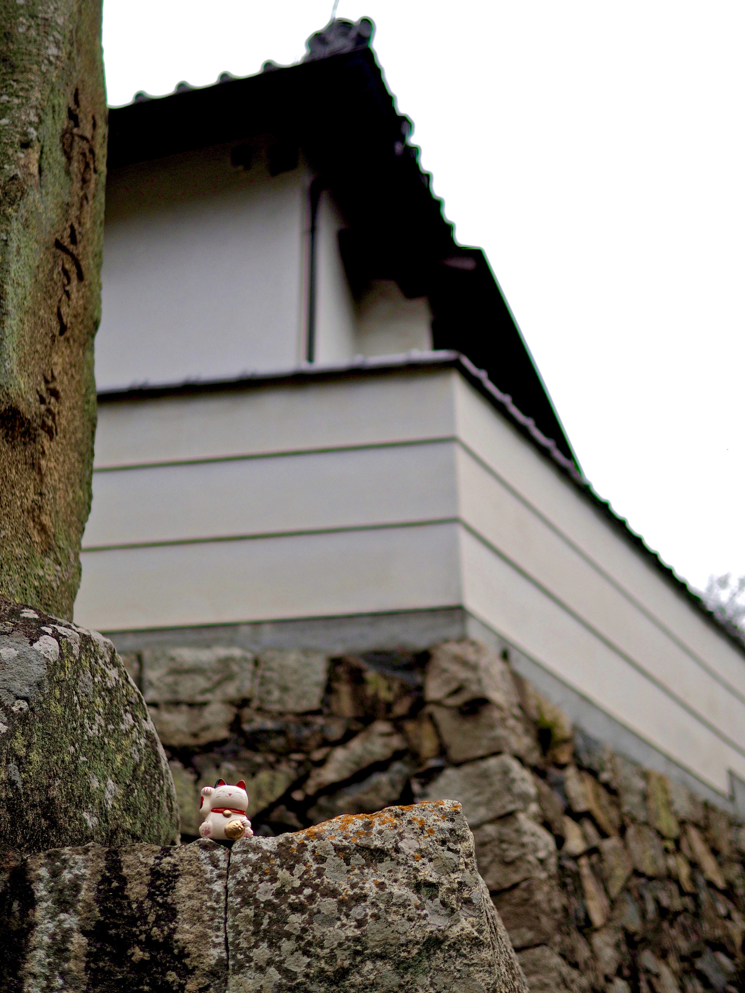 Olympus OM-D E-M5 II + Panasonic Leica DG Summilux 25mm F1.4 II ASPH sample photo. Manekineko photography