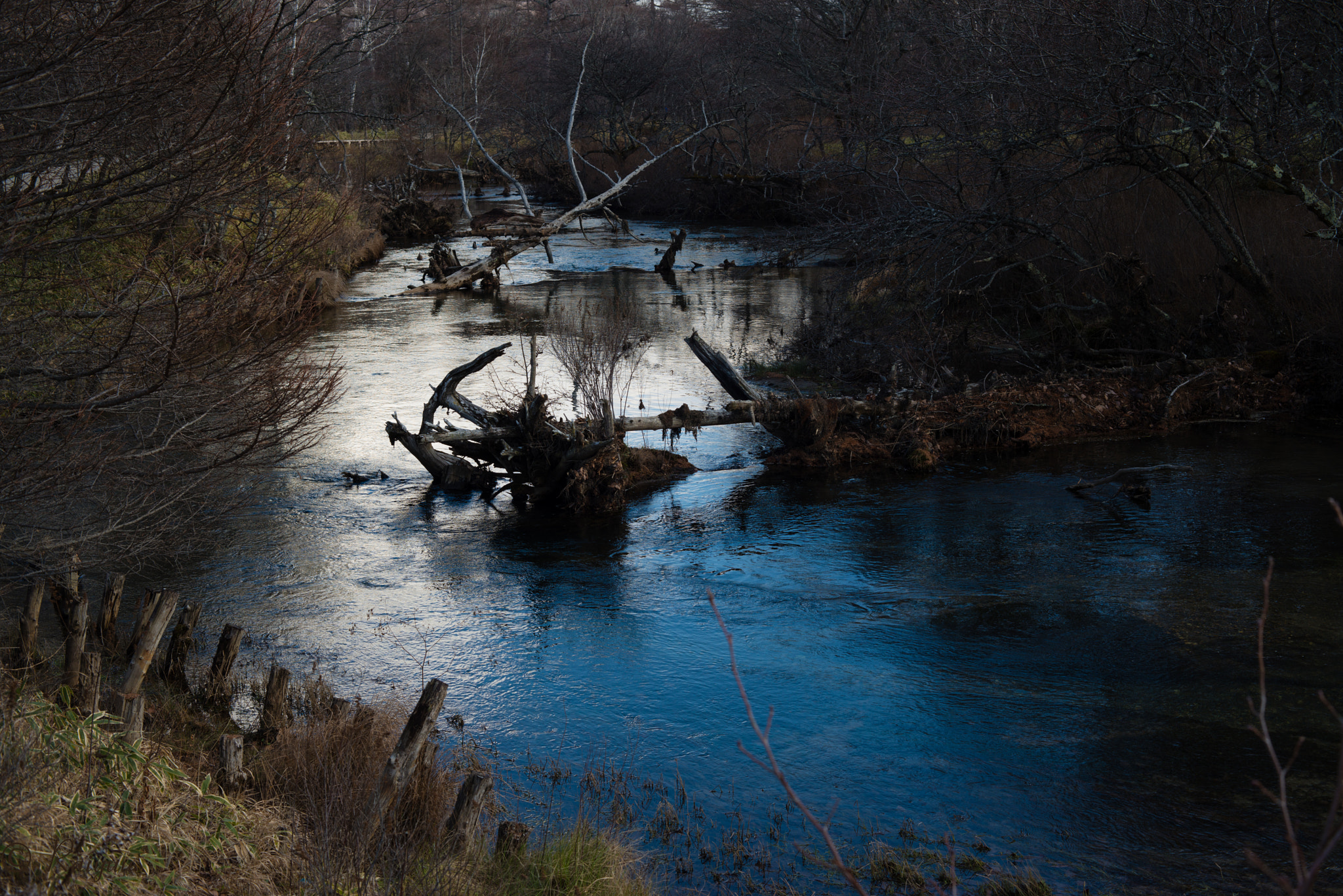 Nikon D800E + ZEISS Makro-Planar T* 50mm F2 sample photo. Dsc_2091-1.jpg photography