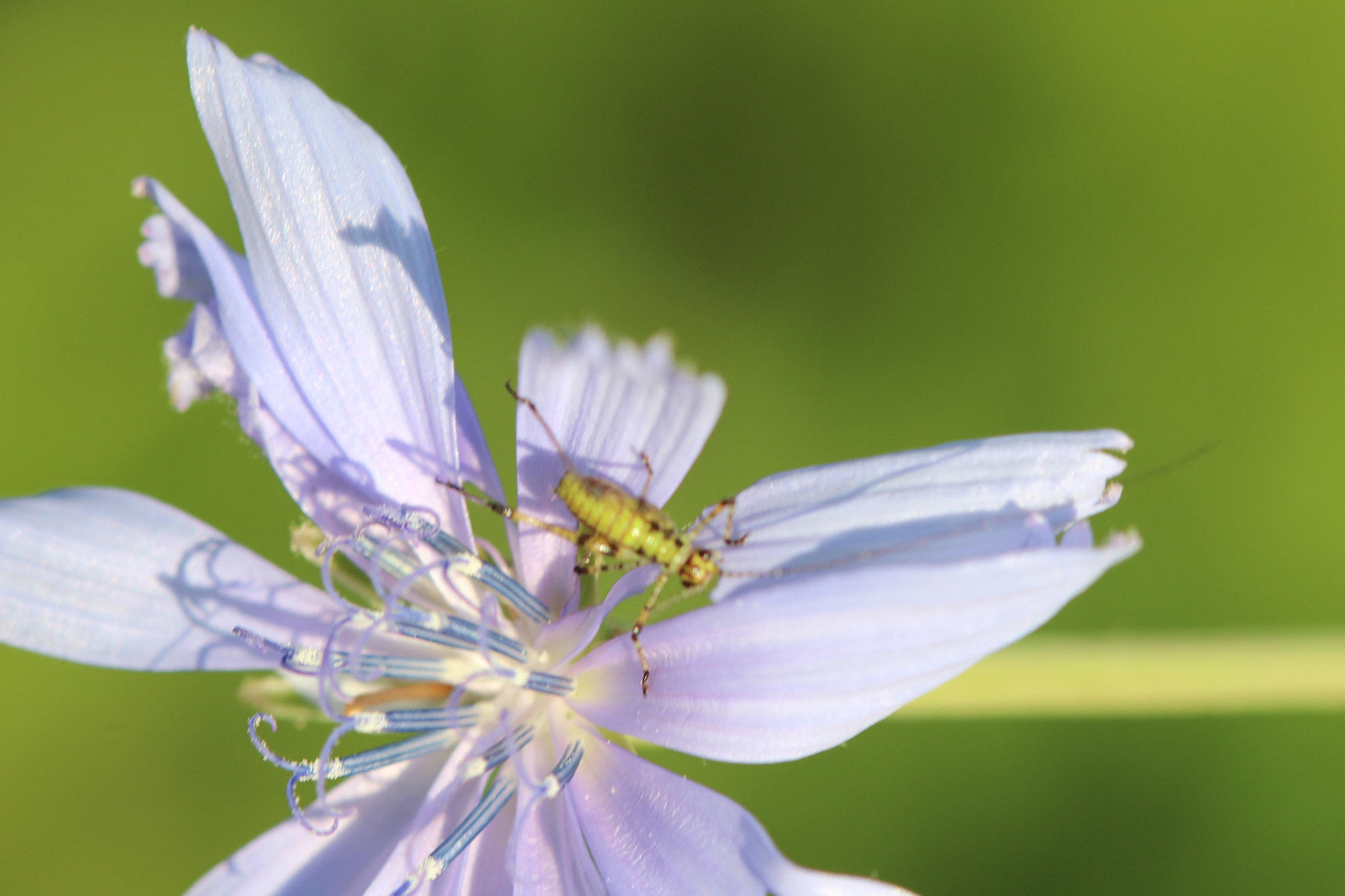 Canon EF 100mm F2.8 Macro USM sample photo. Tiny grasshopper with a long antenne photography