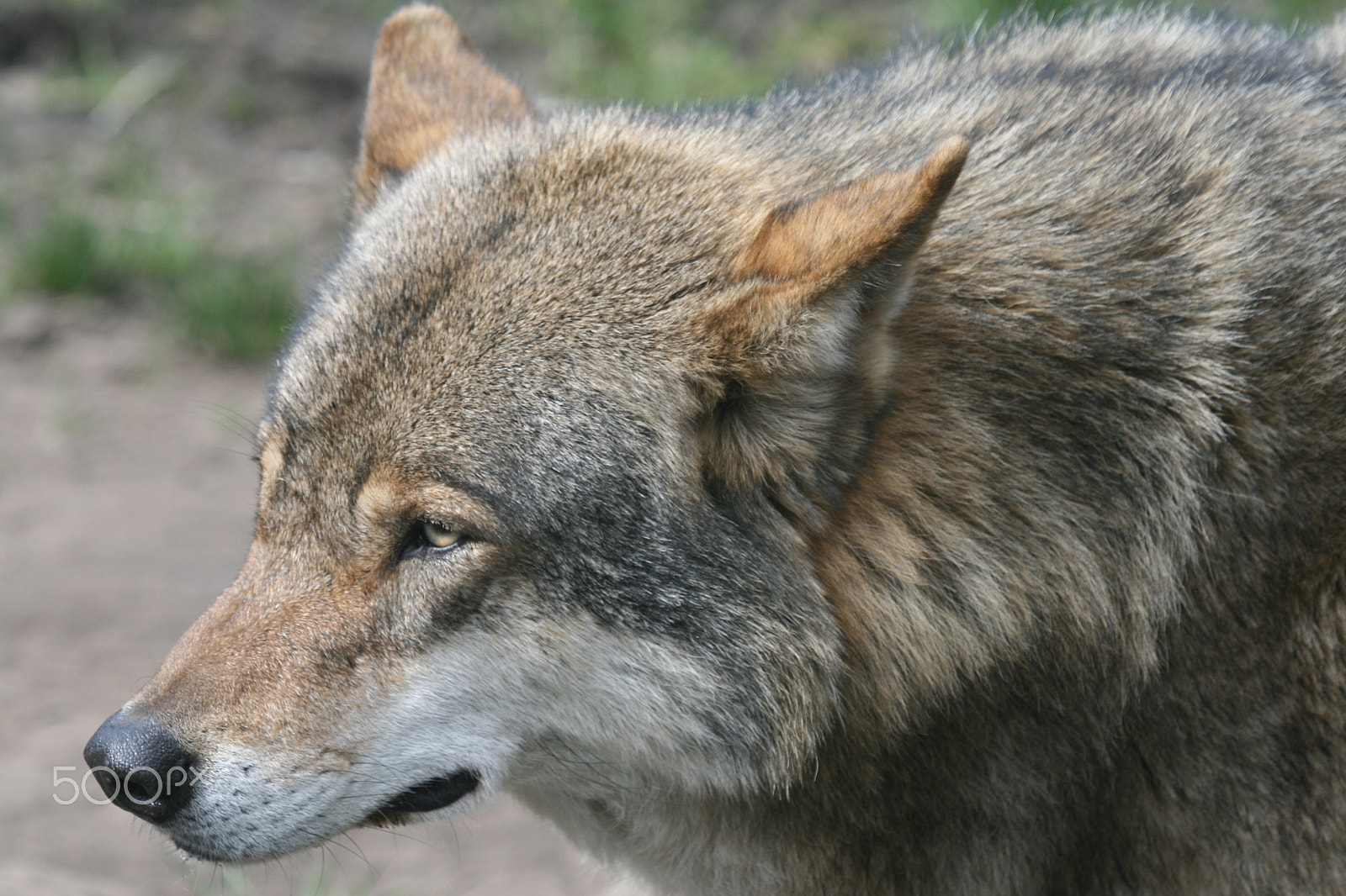 Sigma 50-500mm f/4-6.3 APO HSM EX sample photo. Problems in his domain .... photography