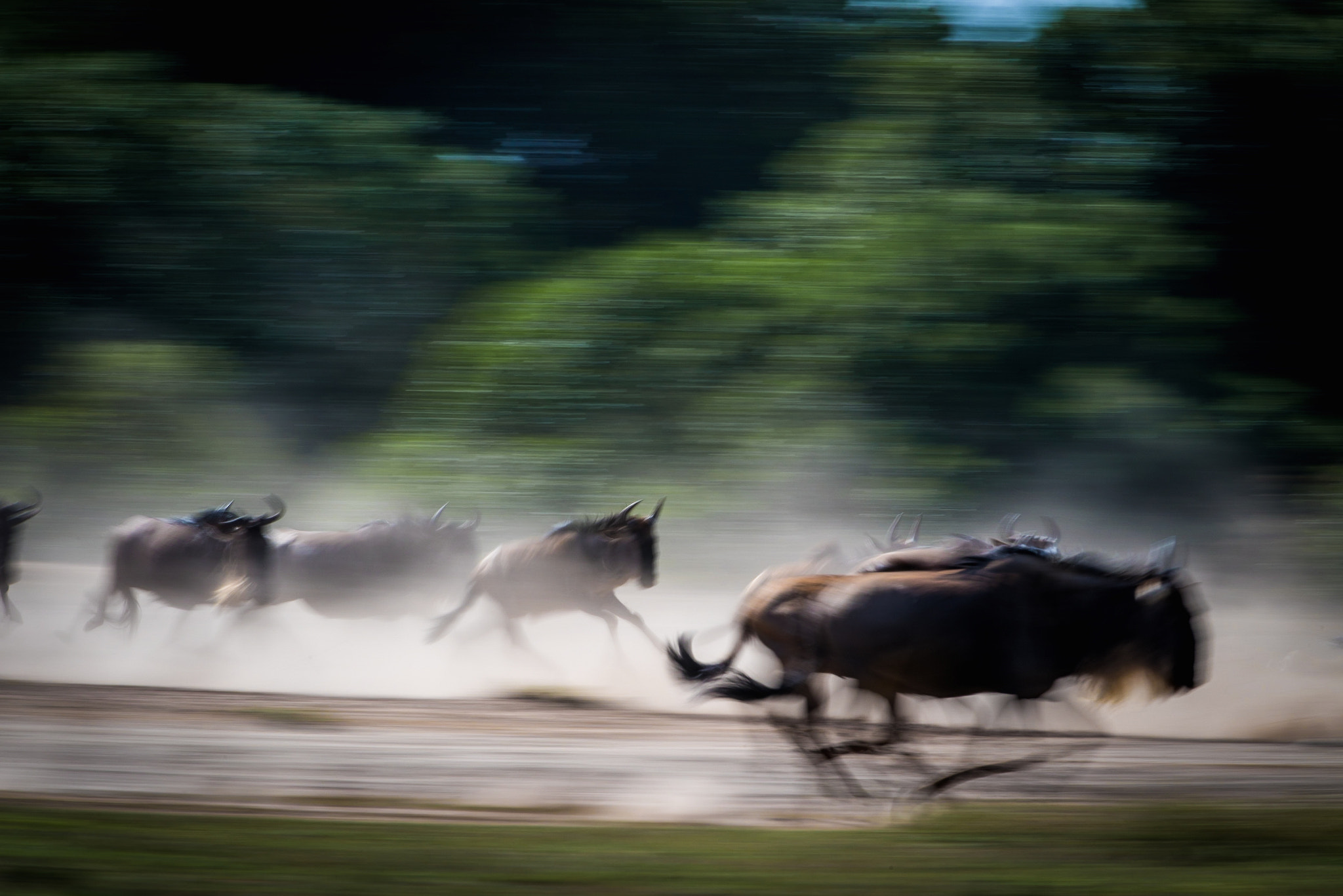 Nikon D810 sample photo. Panic photography