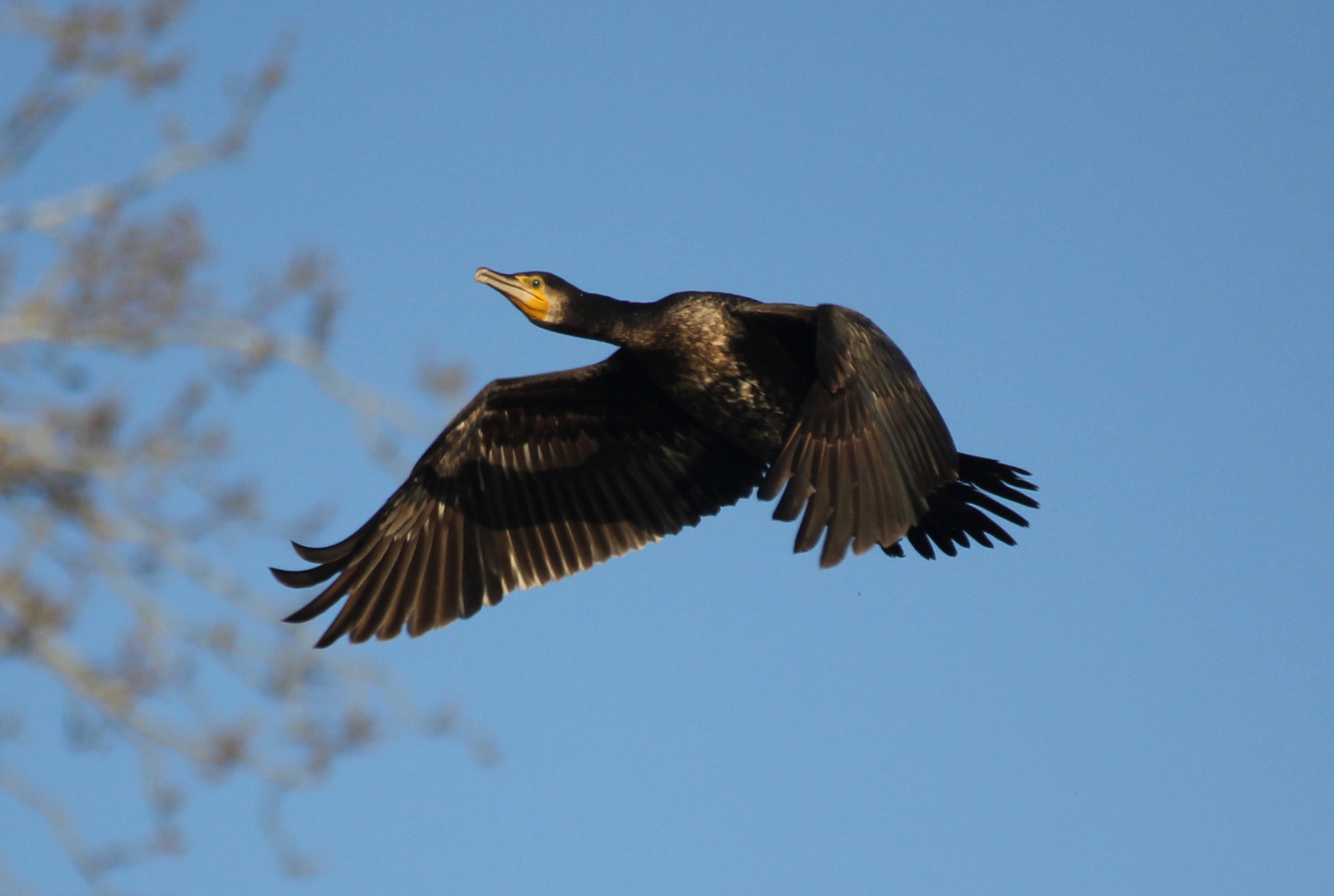 Canon EOS 550D (EOS Rebel T2i / EOS Kiss X4) + Tamron SP 35mm F1.8 Di VC USD sample photo. Cormorant photography