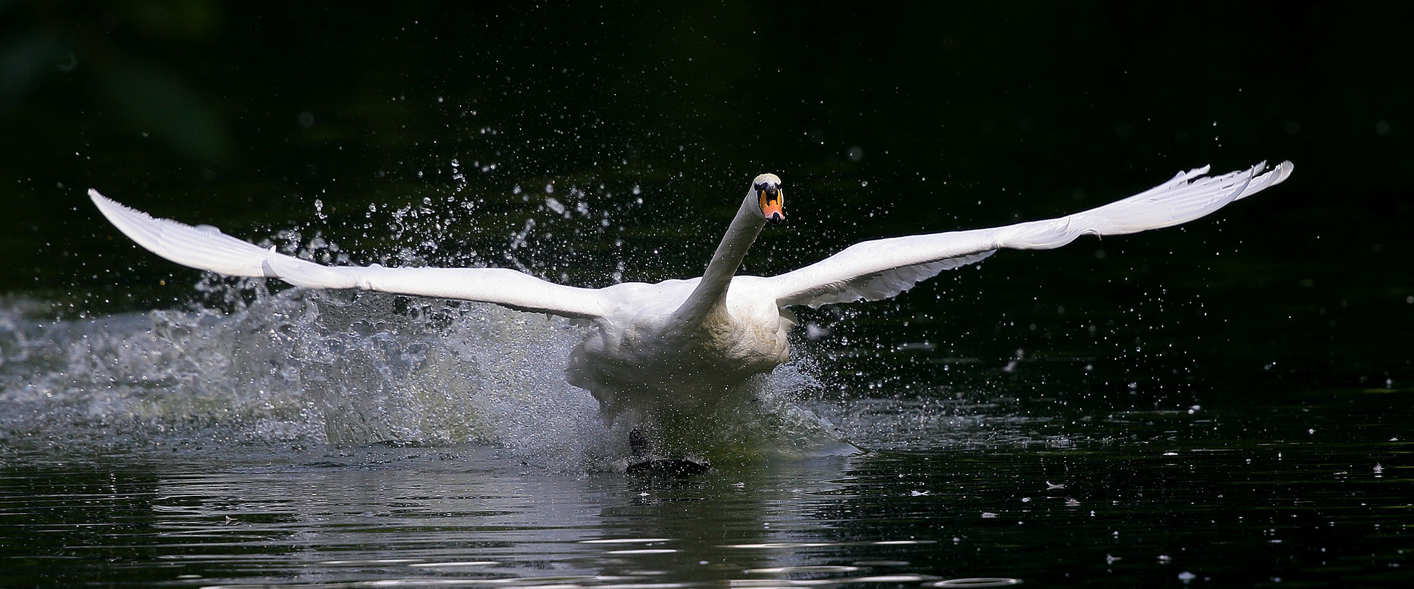 Canon EF 300mm F2.8L IS II USM sample photo. Momentum photography