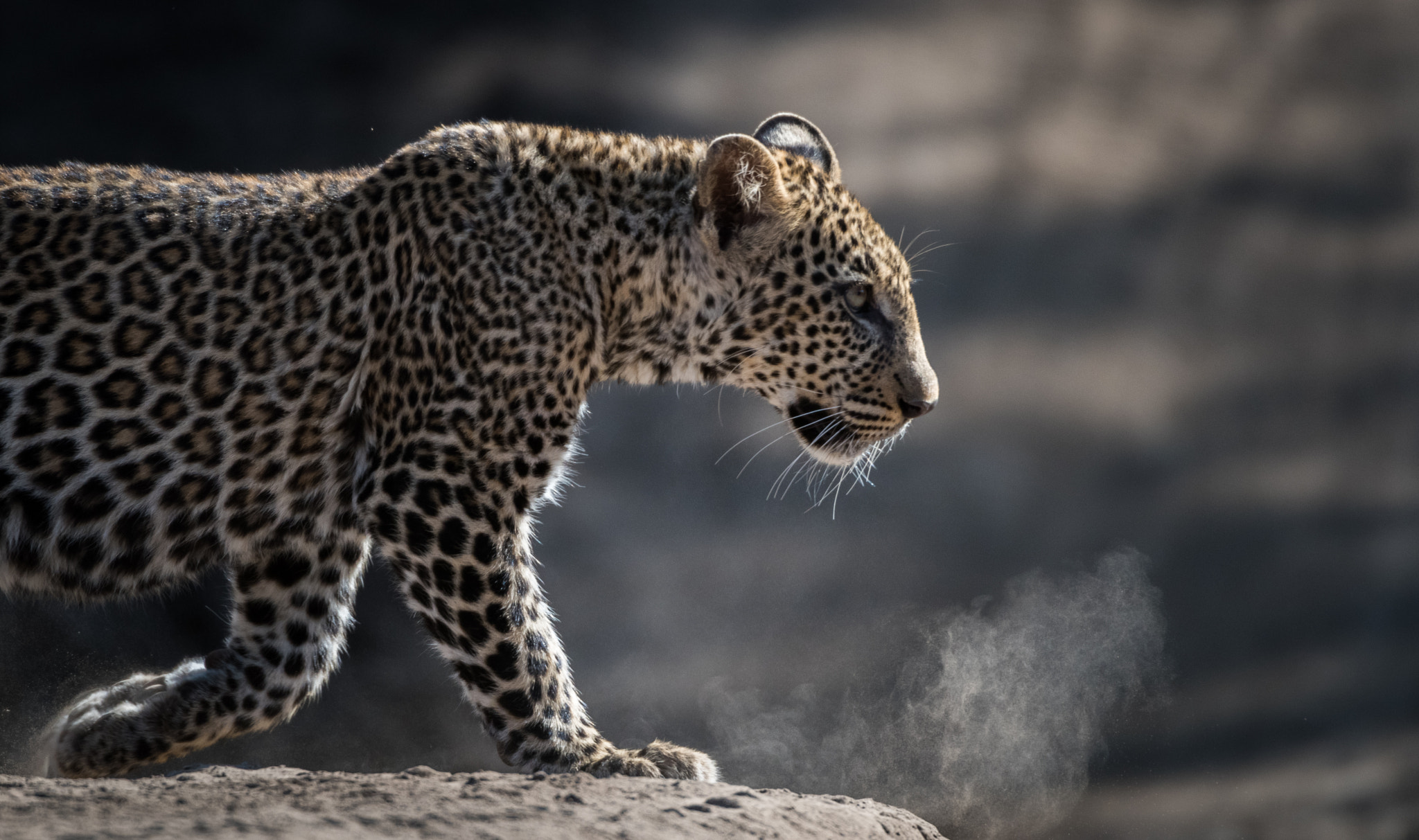 Nikon D810 sample photo. Kicking dust photography