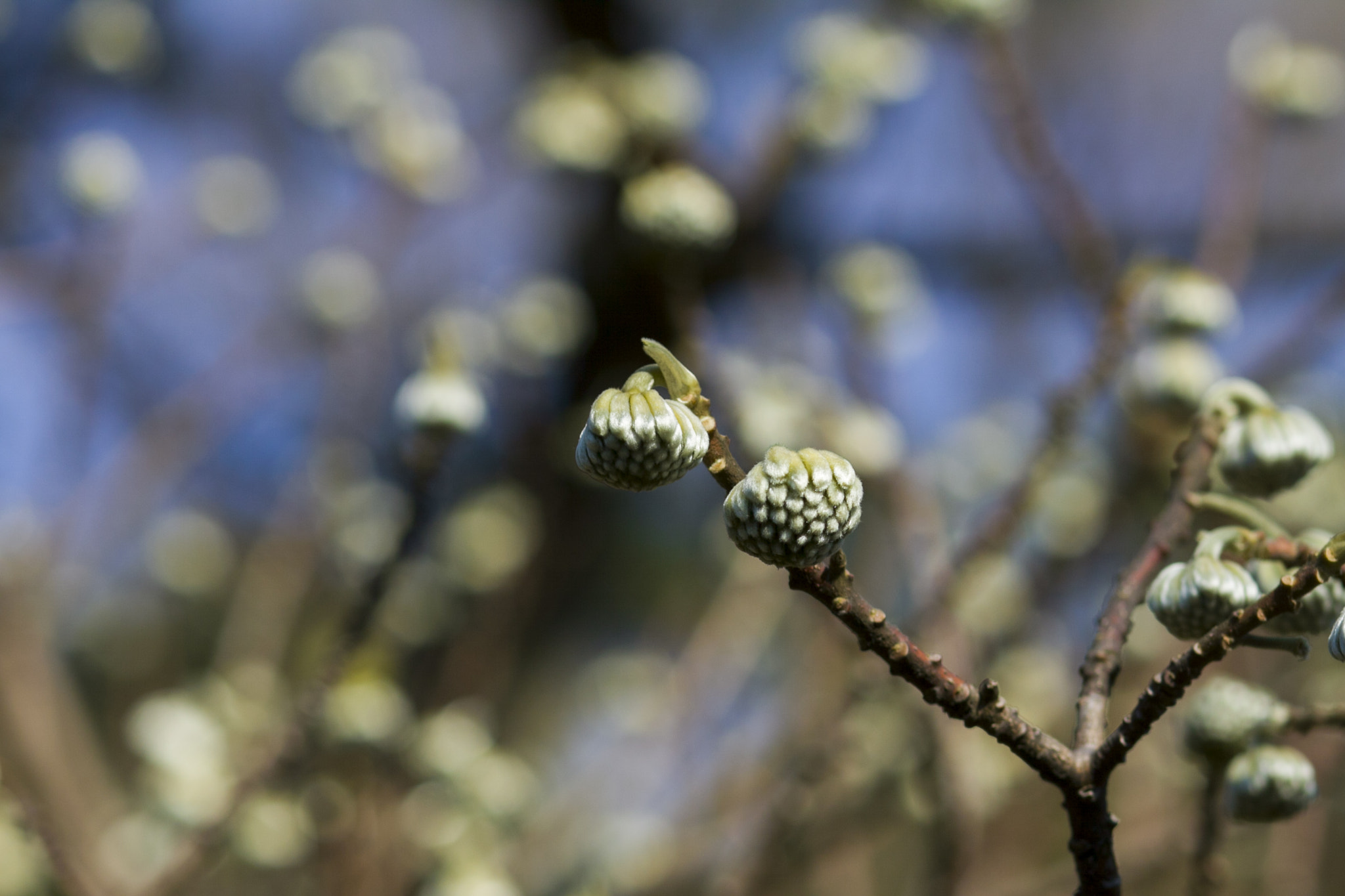 Canon EOS 50D + Canon EF 85mm F1.8 USM sample photo. Will soon bloom photography