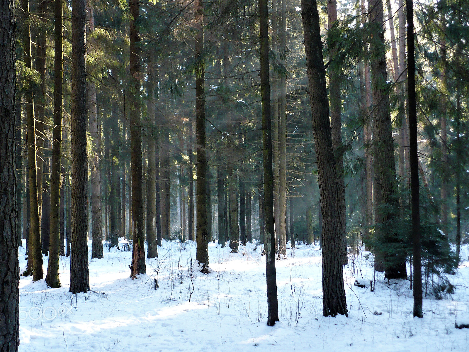 Panasonic DMC-LZ7 sample photo. A ray of sunshine in the forest photography