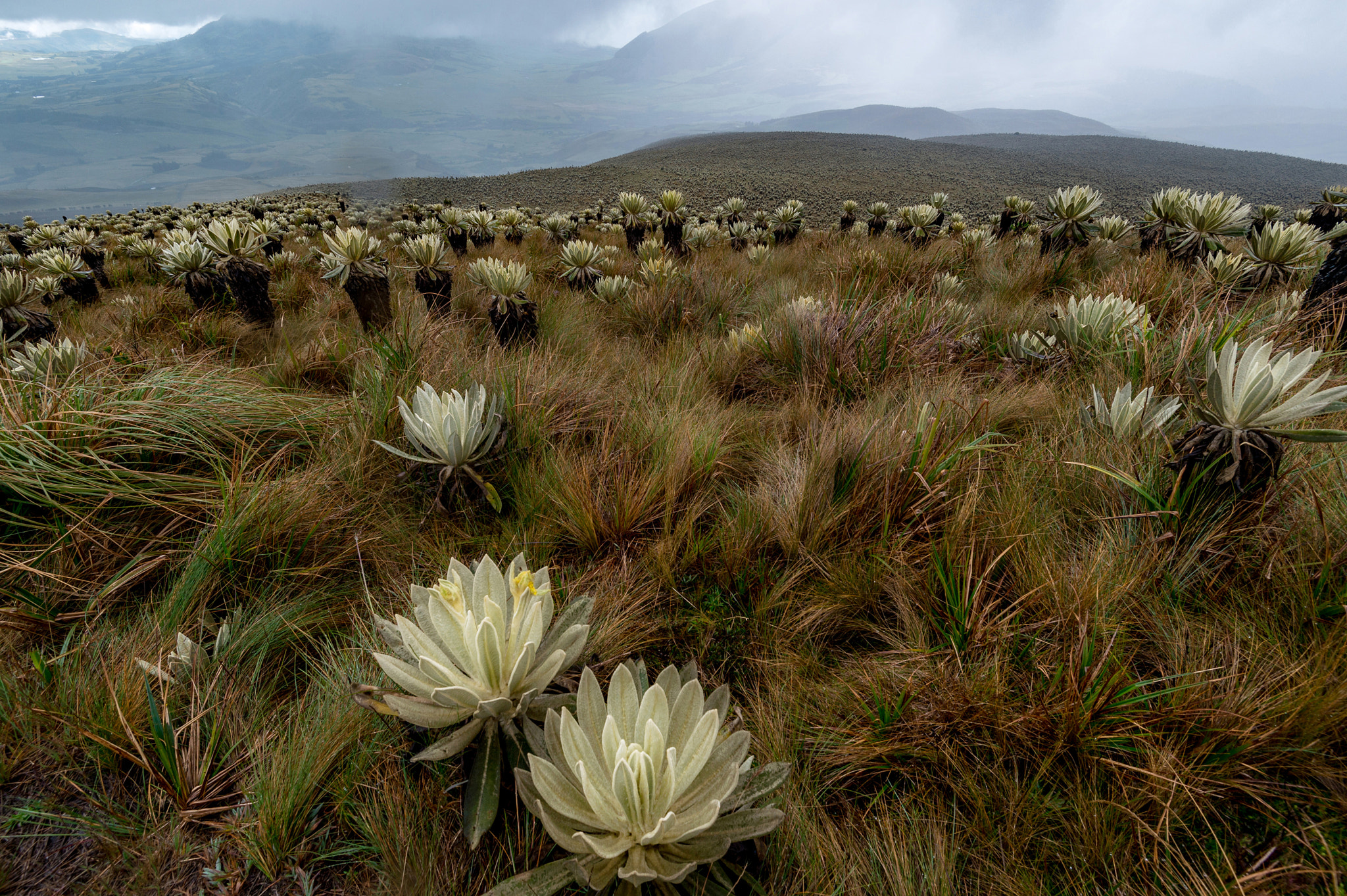 Nikon D4S sample photo. Andian paramo covered by espeletia photography