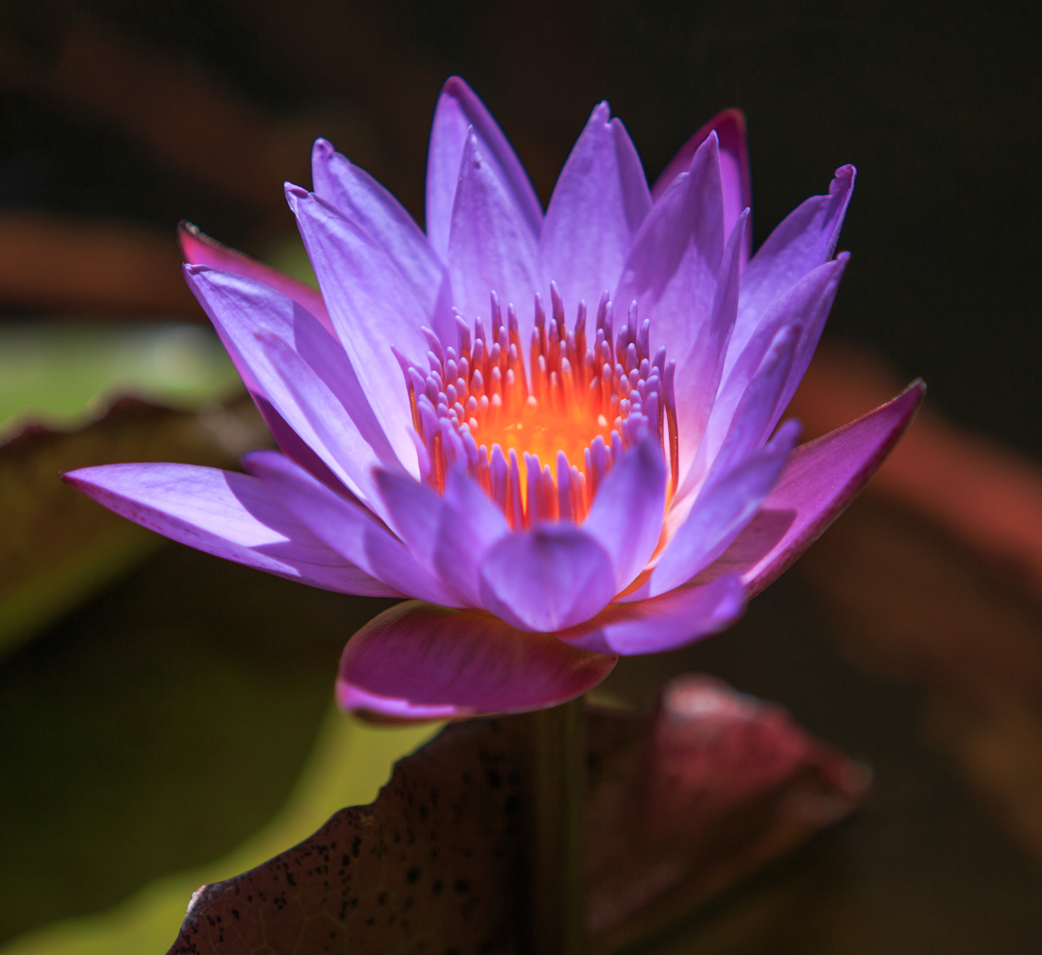 Canon EF 70-200mm F2.8L USM sample photo