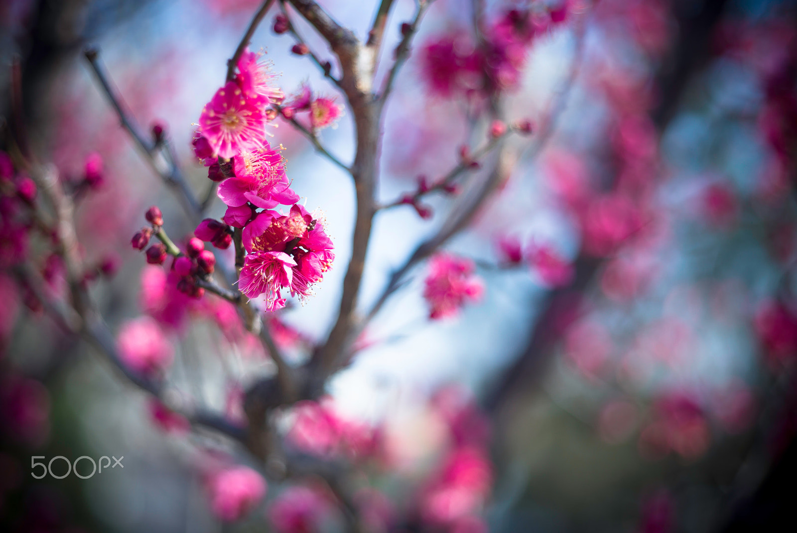 Leica M (Typ 240) + Summicron 1:2/50 Leitz sample photo. Full blossom photography