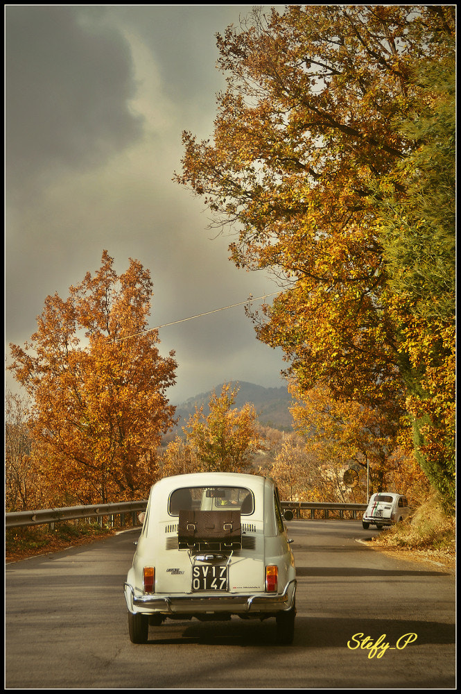 Sony DT 18-200mm F3.5-6.3 sample photo. Golden leaves, gray sky photography