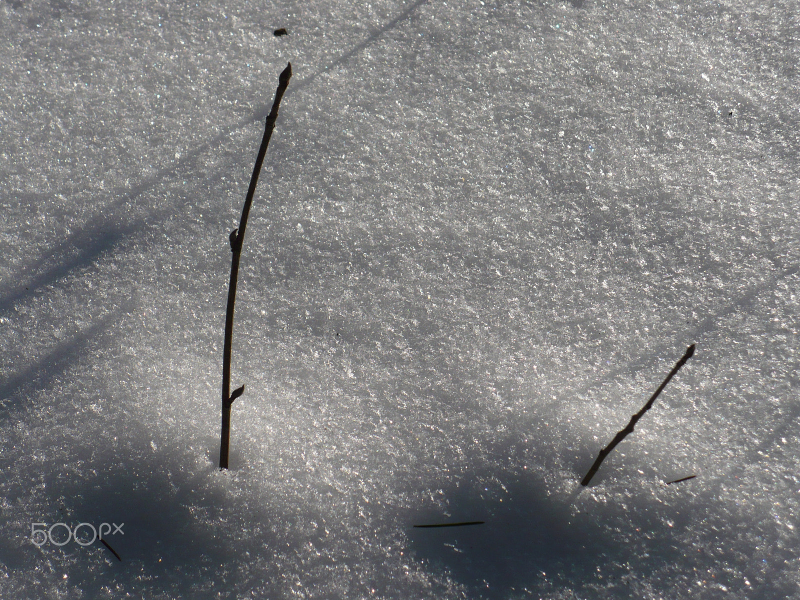 Panasonic DMC-LZ7 sample photo. Branches in snow photography