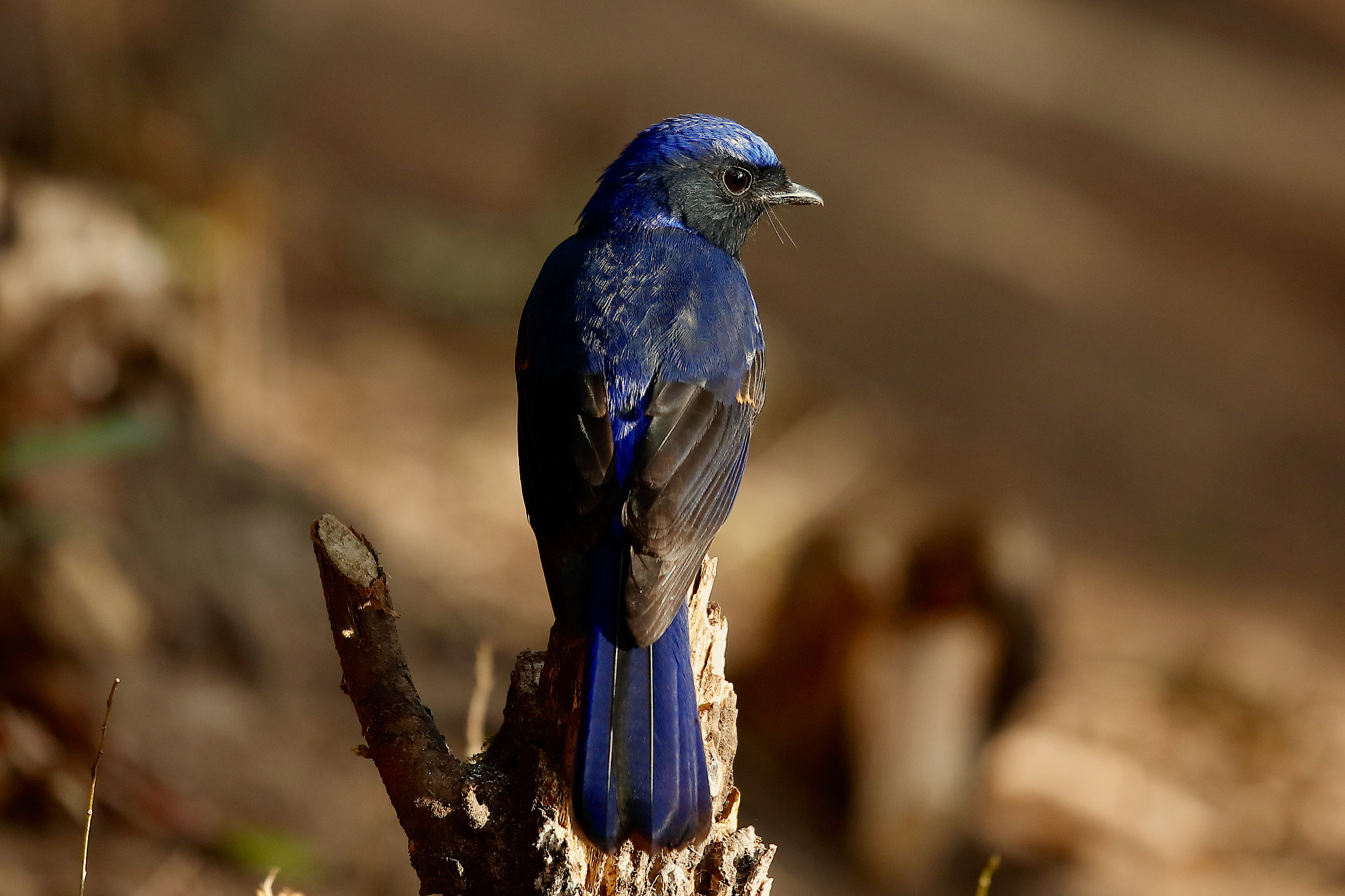 Canon EF 100-400mm F4.5-5.6L IS USM sample photo