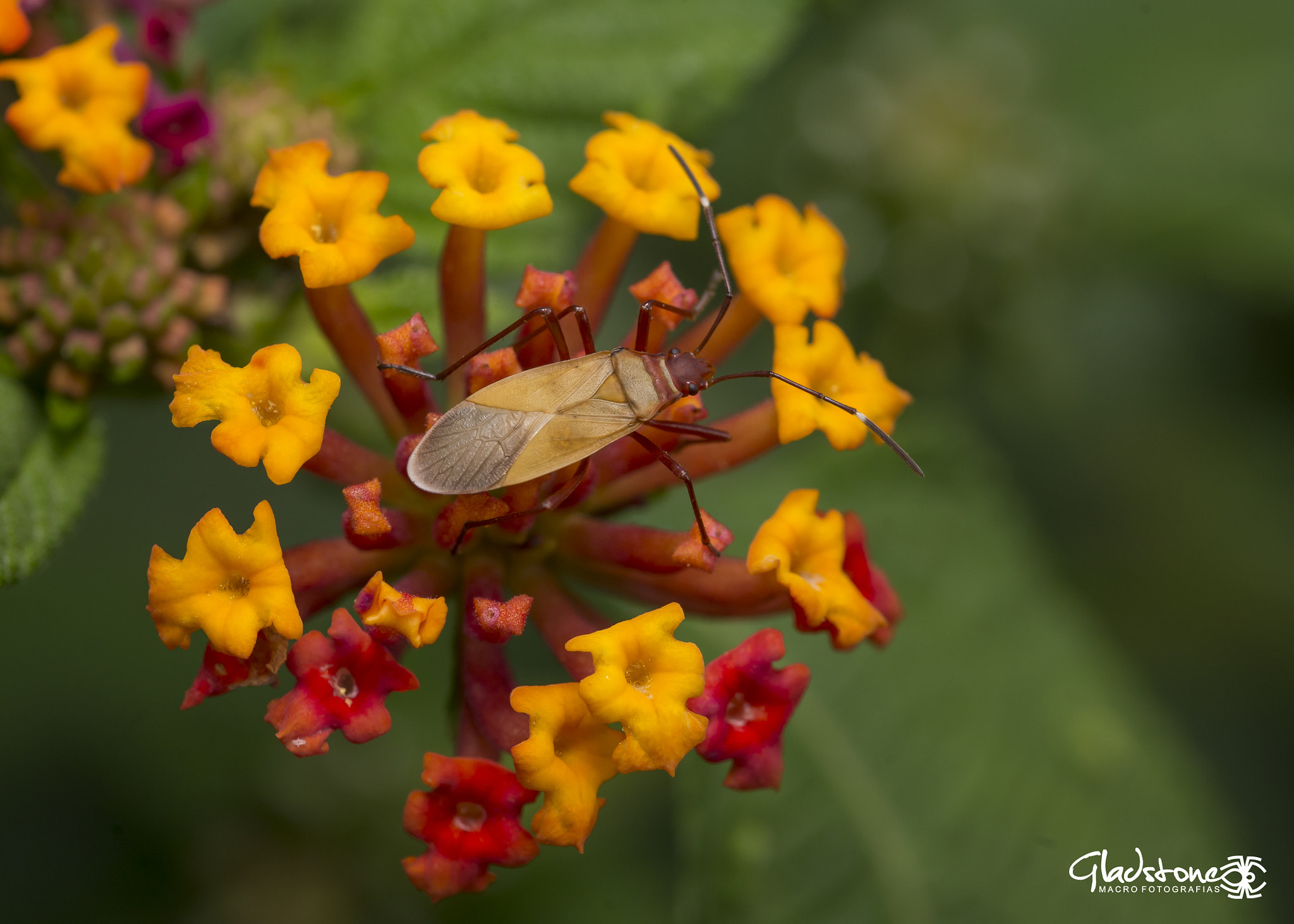 Sigma 105mm F2.8 EX DG OS HSM sample photo. Ton photography
