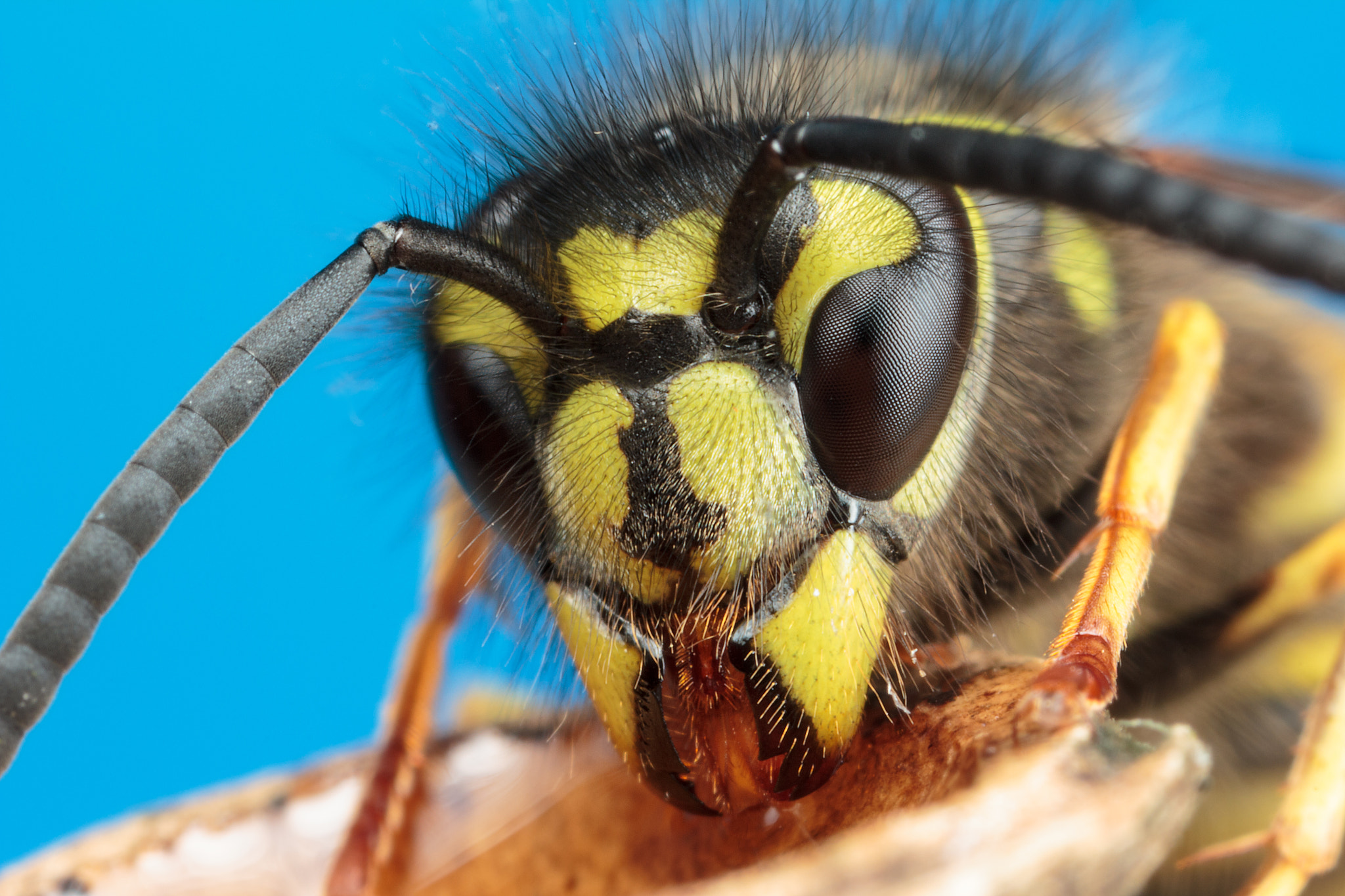 Canon MP-E 65mm F2.5 1-5x Macro Photo sample photo. Common wasp photography