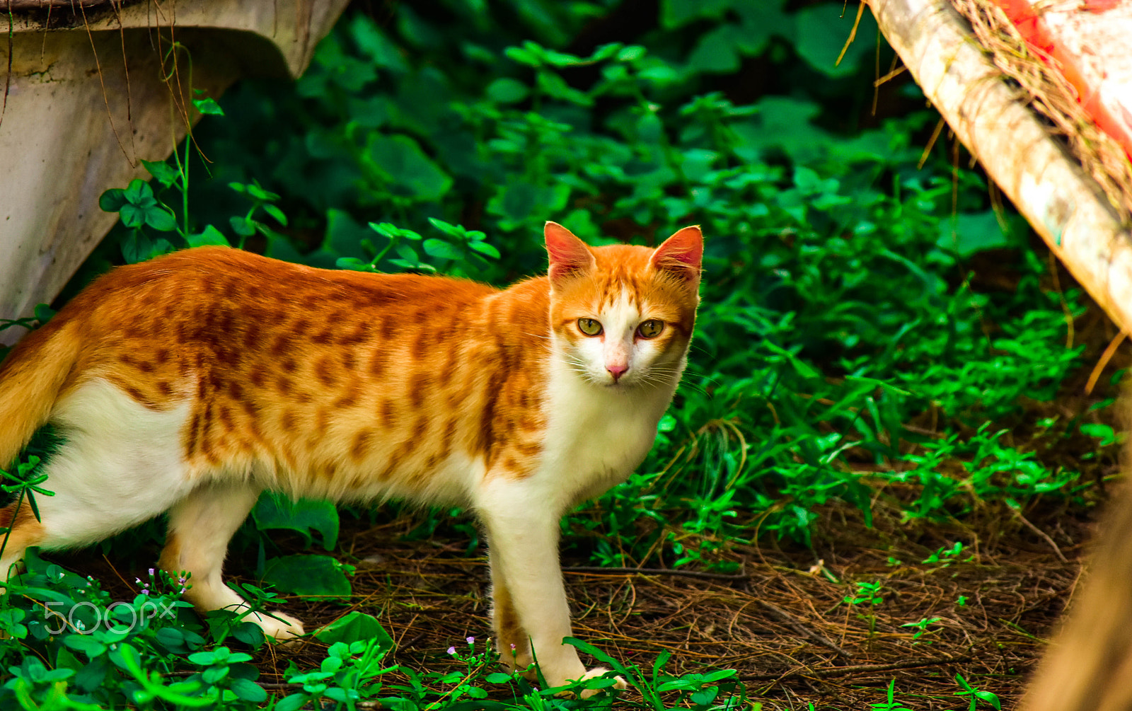 Nikon D5500 sample photo. On the hunt photography