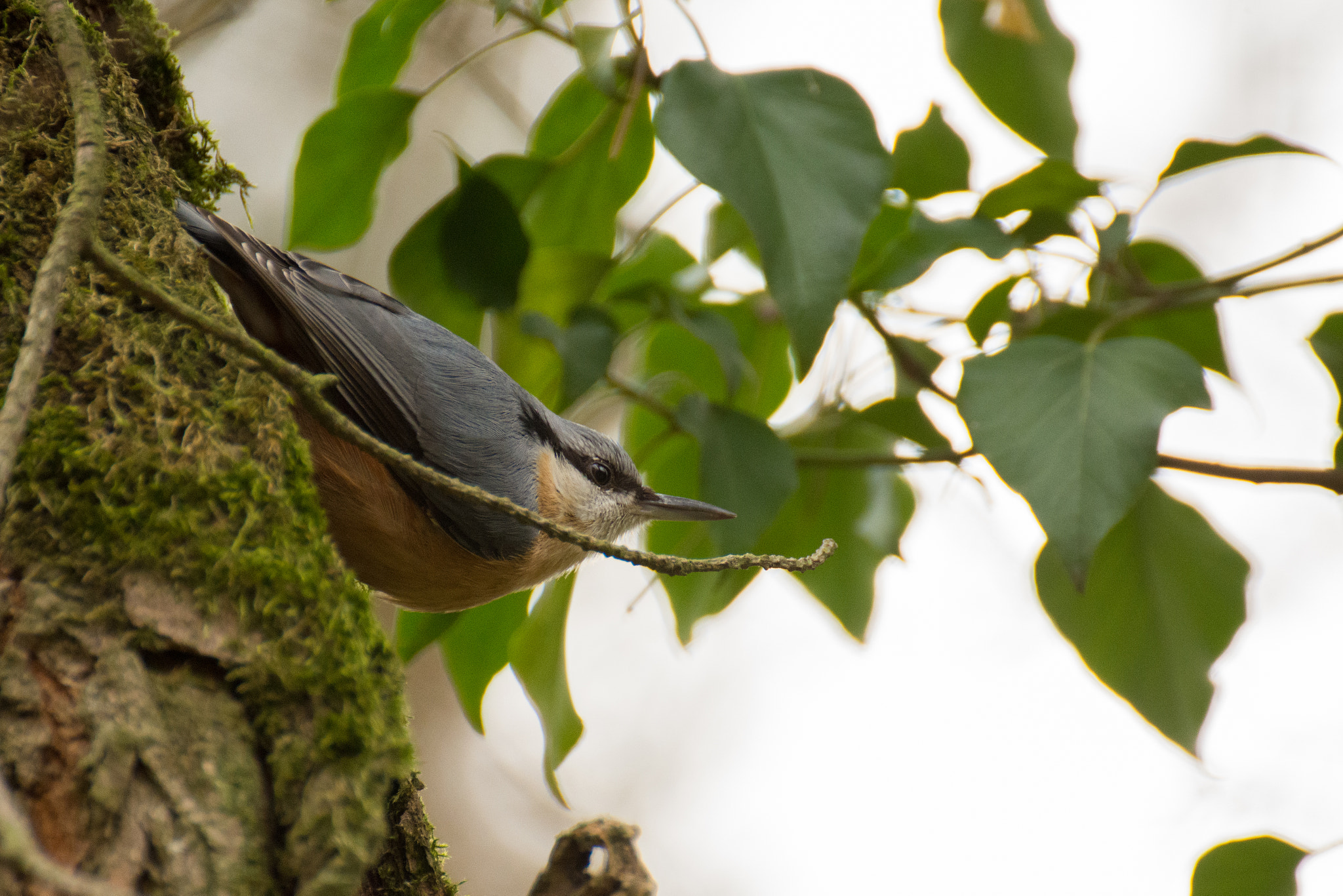 Nikon D7200 + Tamron SP 70-300mm F4-5.6 Di VC USD sample photo. Nuthatch photography