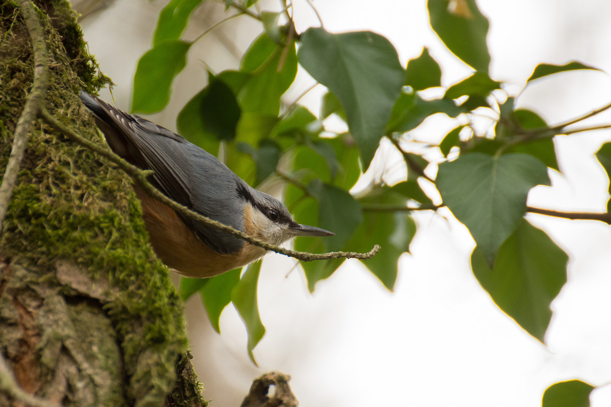 Nikon D7200 sample photo. Nuthatch photography