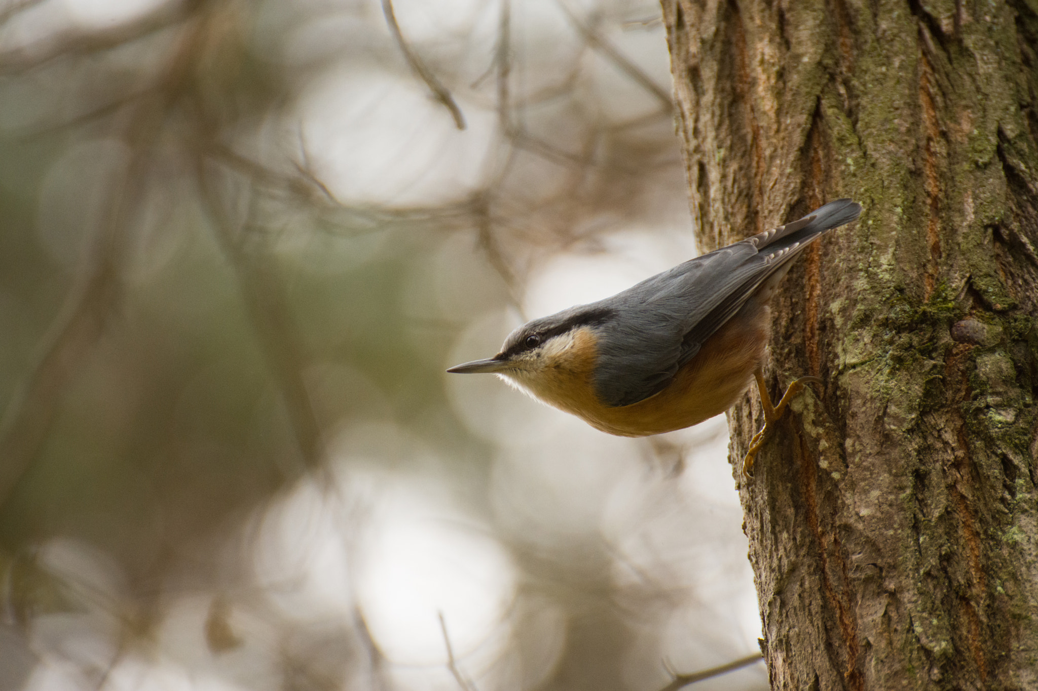 Nikon D7200 + Tamron SP 70-300mm F4-5.6 Di VC USD sample photo. Nuthatch #2 photography