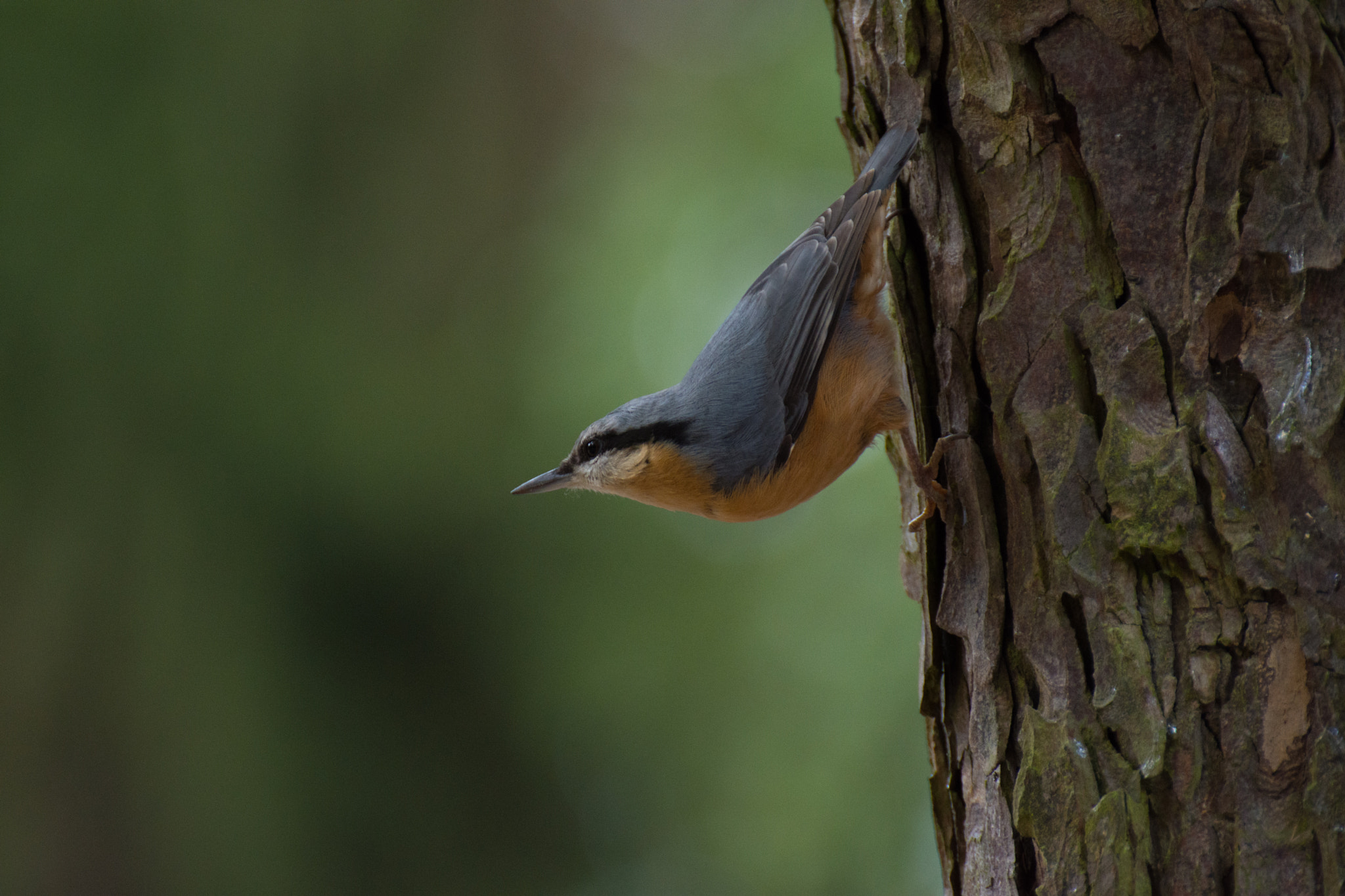 Nikon D7200 + Tamron SP 70-300mm F4-5.6 Di VC USD sample photo. Nuthatch #3 photography