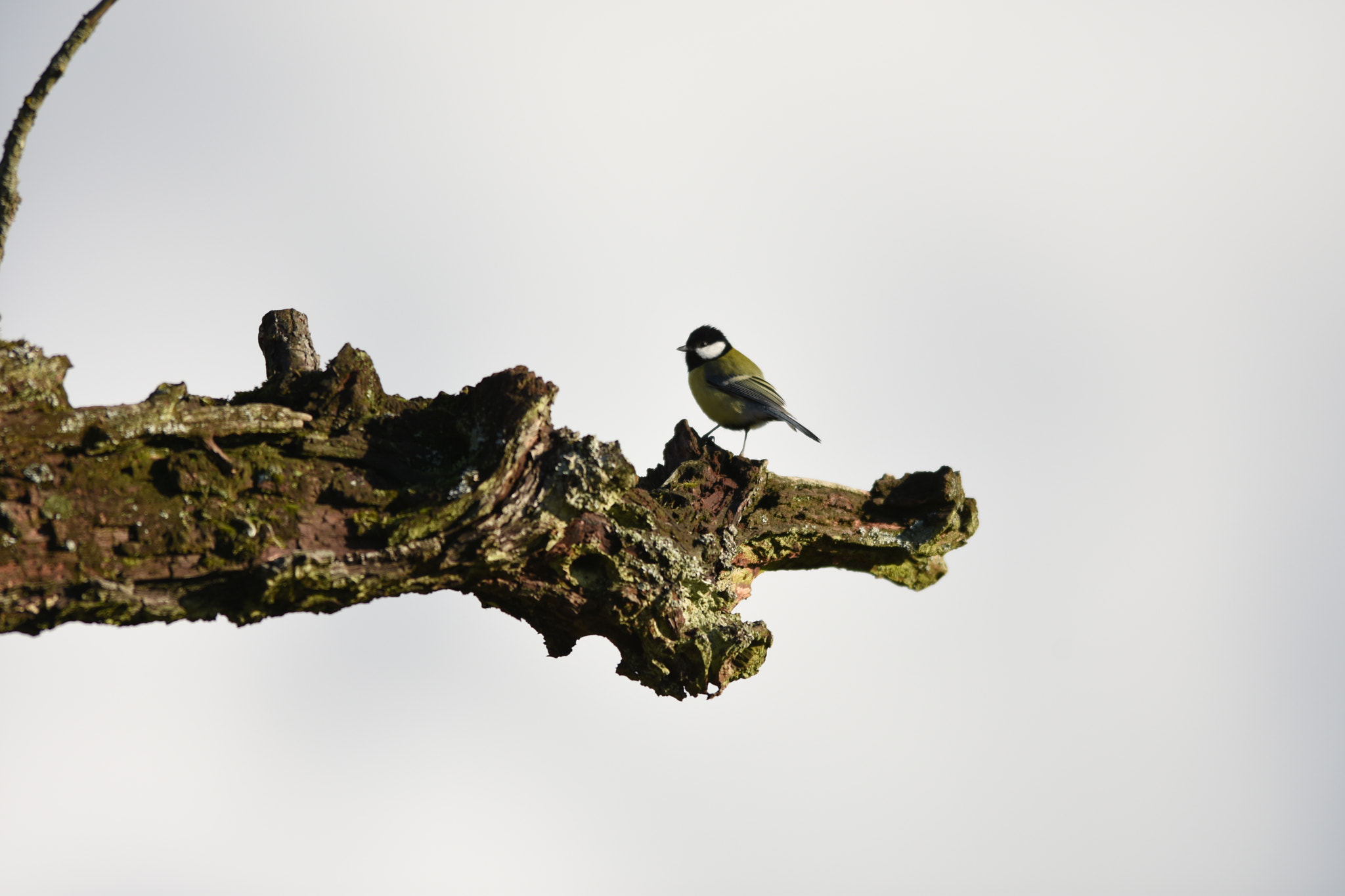 Nikon D7200 sample photo. Alone on the branch photography
