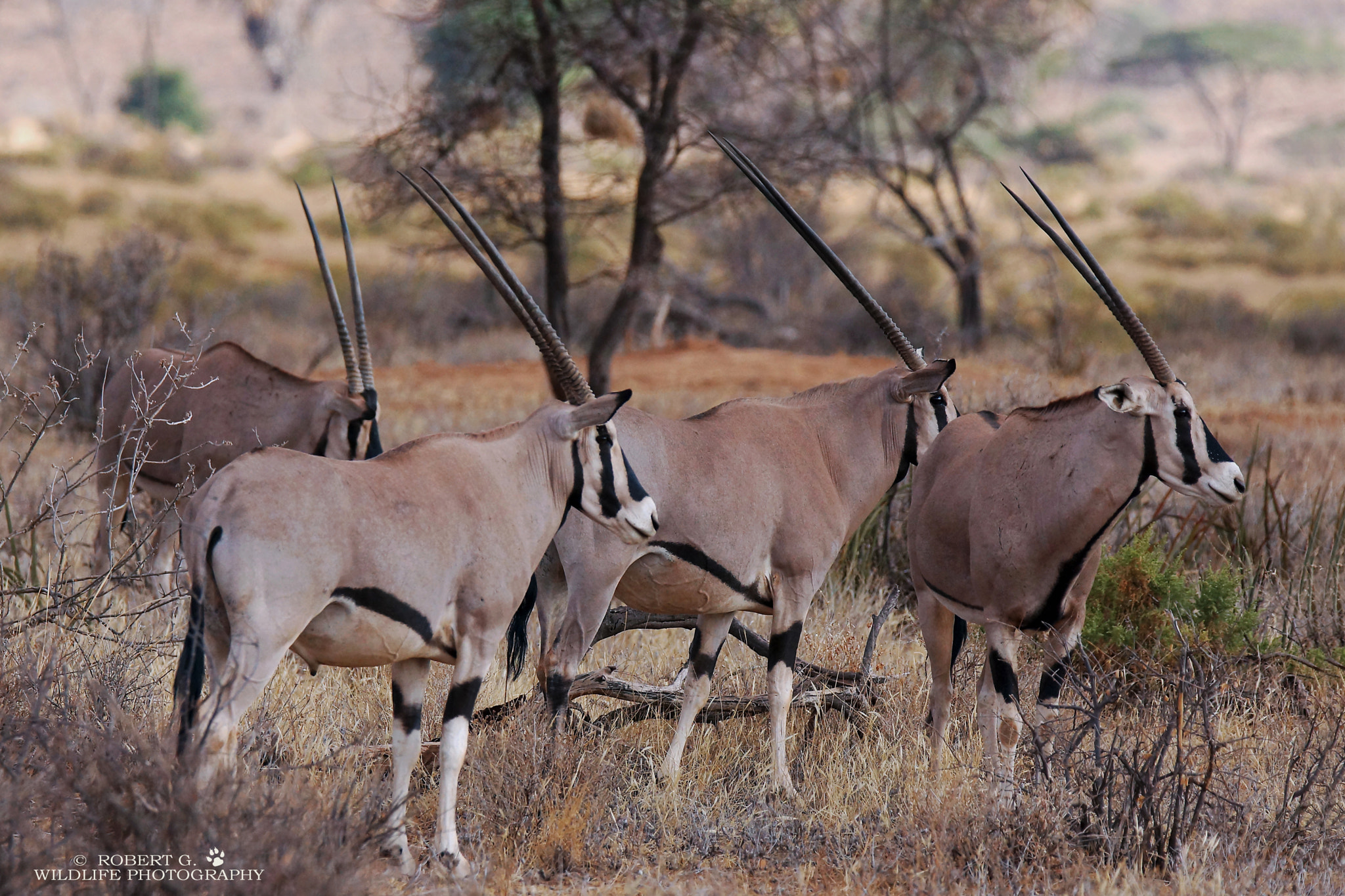 Sony SLT-A77 + Tamron SP 150-600mm F5-6.3 Di VC USD sample photo. Oryx in samburu 2016 photography