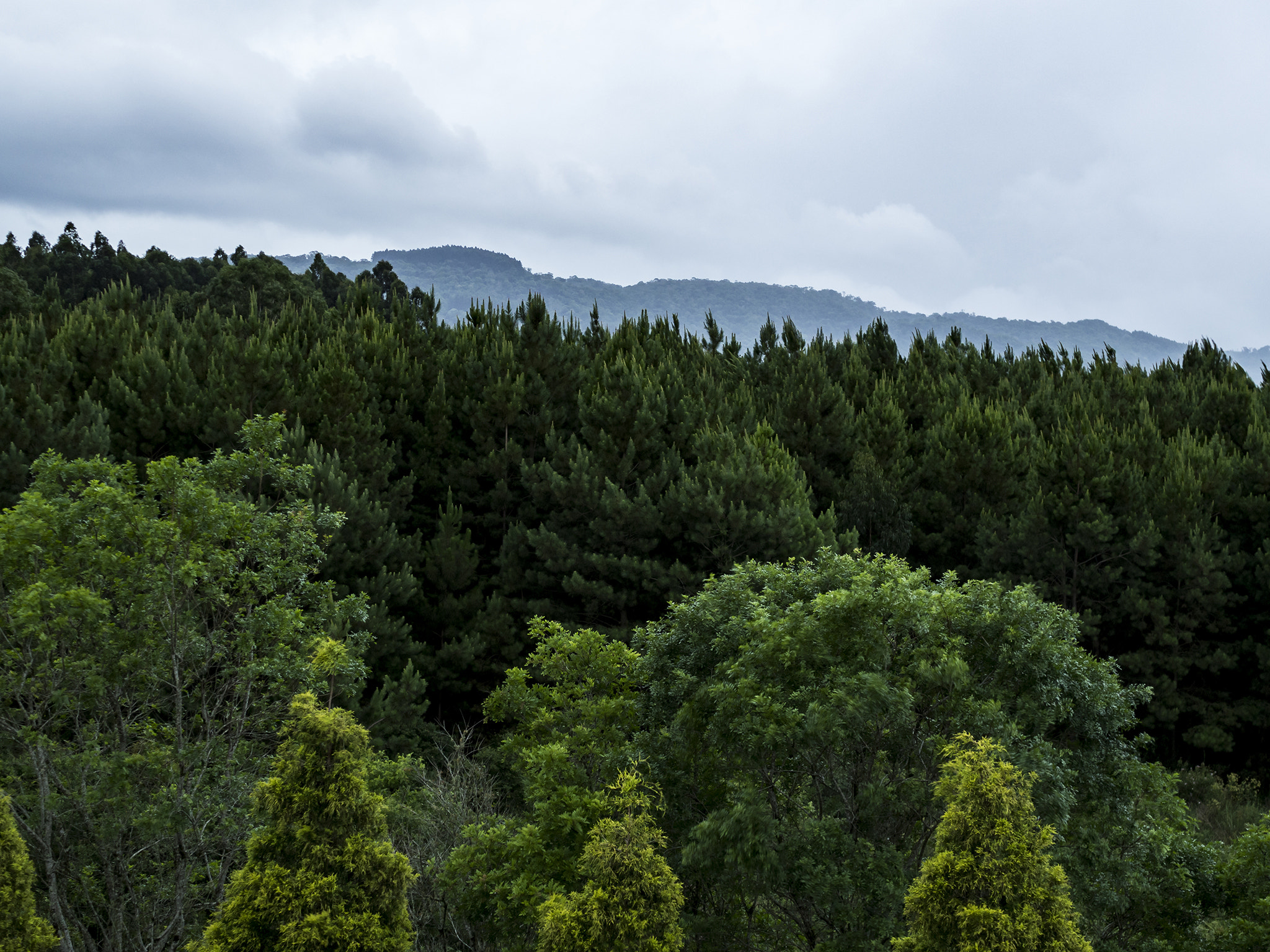 Olympus OM-D E-M10 II + Sigma 30mm F2.8 DN Art sample photo. Forest and hills. photography